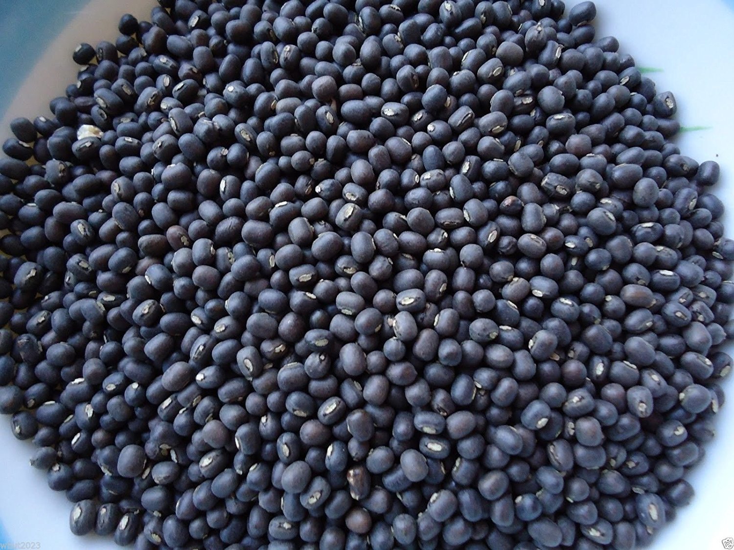 The Secret Garden of Health: A Journey with Organic Black Mung Bean Seeds