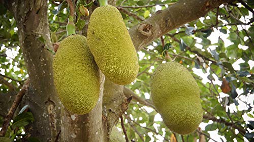 Premium 20x30 Inch Laminated Jackfruit Tree Poster - Vibrant Colors & HD Imagery for Home Decor, Kitchen, Office - Perfect Wall Art Gift for Fruit Lovers