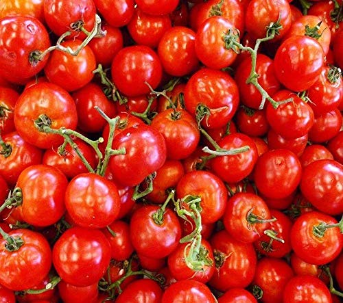 Climbing Trip-L-Crop Tomato Seeds (Italian Tree) - High Yield Heirloom Variety - 25 Seeds for Home Garden, Greenhouse & Vertical Farming - Perfect for Sauces, Salads & Canning