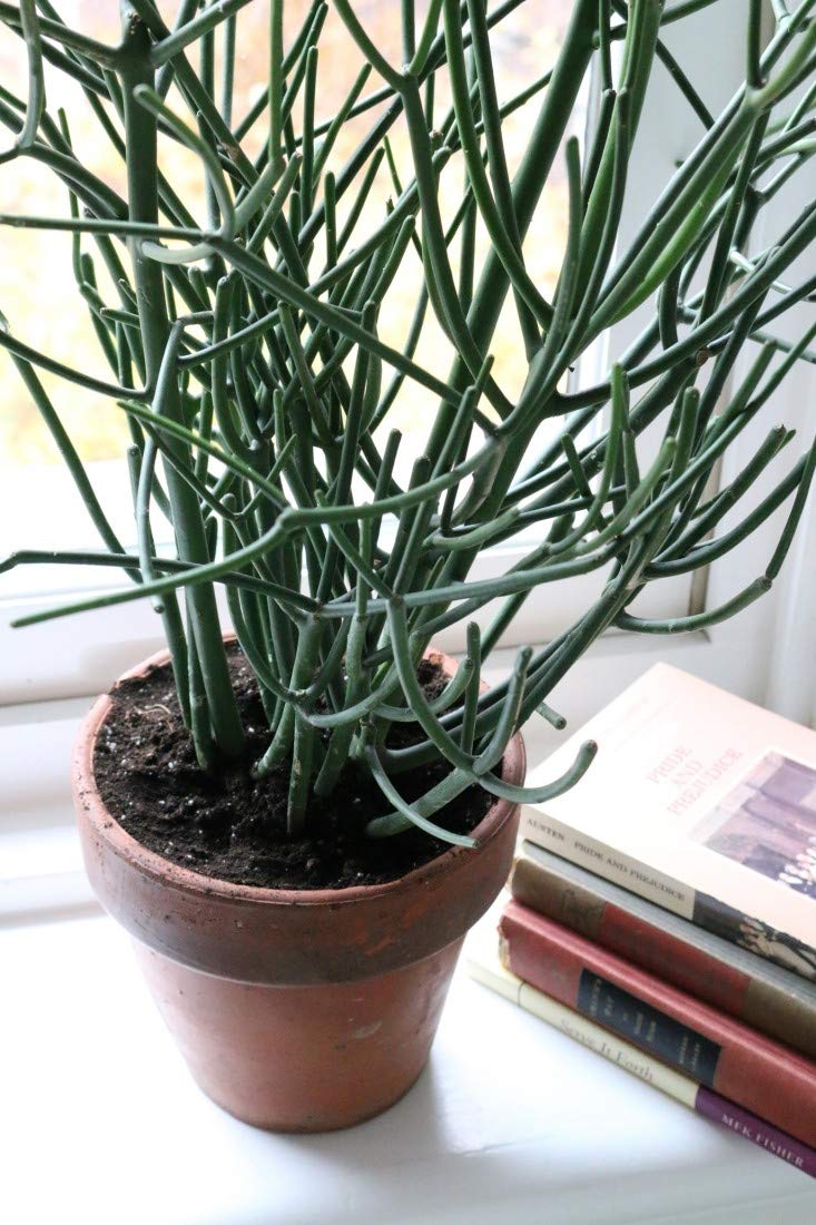 Pencil Cactus Live Plant - Euphorbia Tirucalli in 4 Inch Pot - Low Maintenance Indoor Succulent Houseplant for Home, Office & Garden Decor