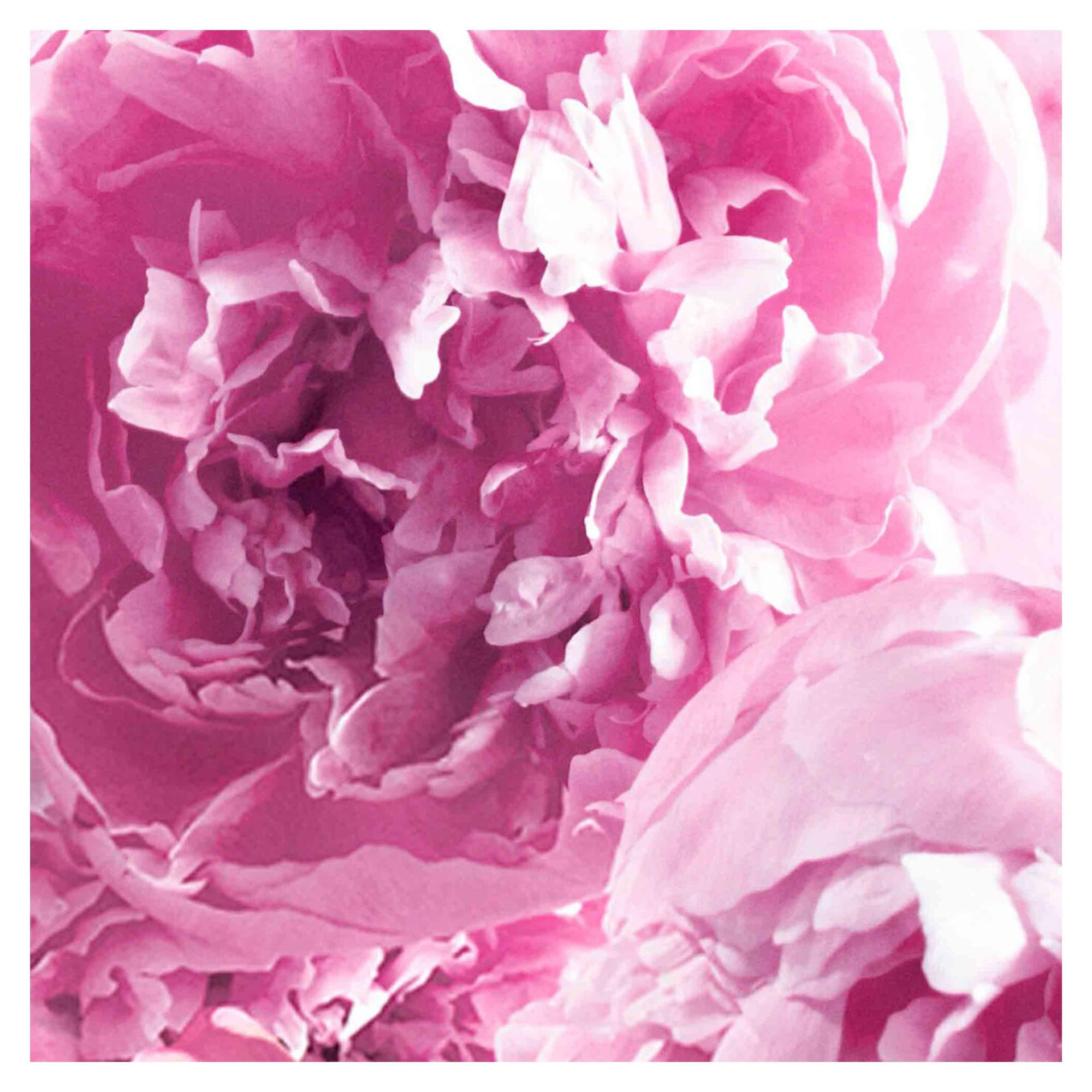 Jo Malone London Peony & Blush Suede Body Crème 175ml - Luxurious Floral Scented Moisturizer for Soft, Smooth Skin | Perfect for Daily Hydration & Special Occasions