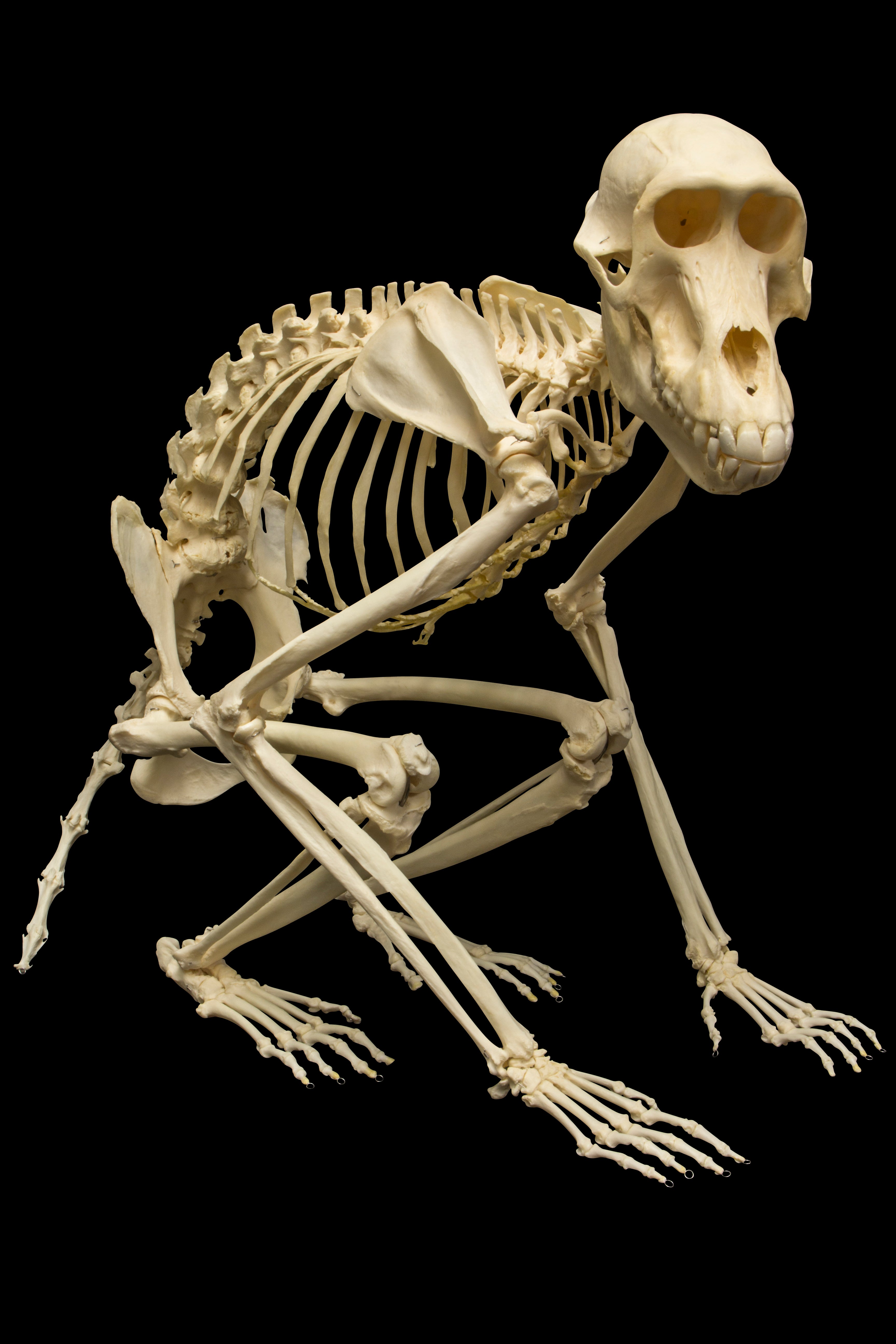 Authentic Female Guinea Baboon Skeleton - Fully Articulated for Educational & Scientific Study | Perfect for Biology Classrooms, Museum Displays & Medical Research