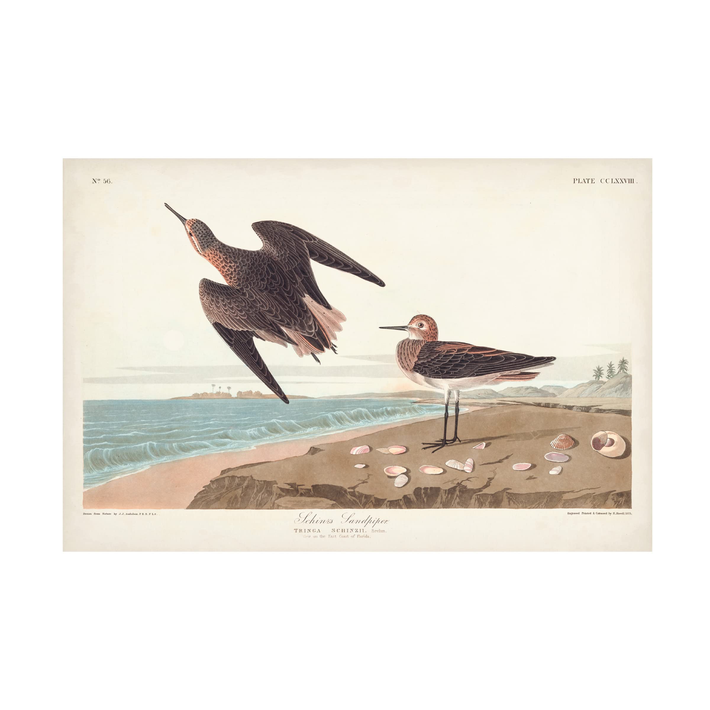 John James Audubon 'Schins Sandpiper' Canvas Art Print 22x32 - Premium Wildlife Bird Wall Decor for Living Room, Office & Nature Lovers