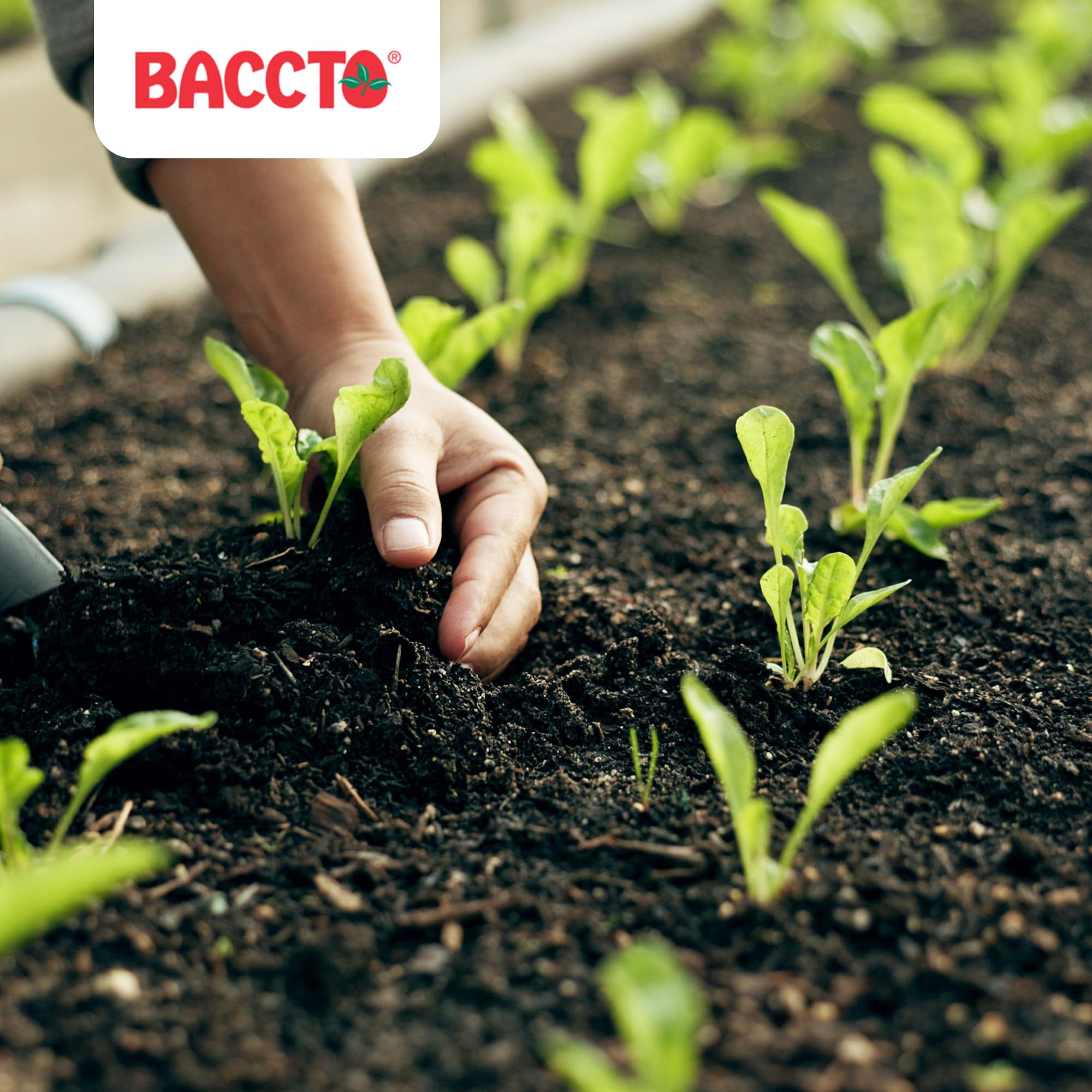 Premium 1550P Baccto Top Soil - 50 lbs (6 Pack) for Lawns, Gardens & Raised Beds | Reed Sedge, Peat & Sand Blend | Ideal for Landscaping, Vegetable Planting & Flower Beds