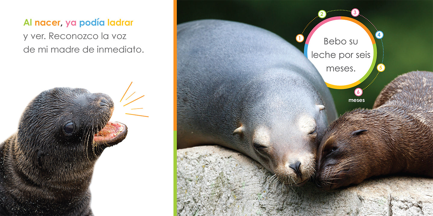 Baby Sea Lions - Adorable Marine Animal Plush Toys for Kids, Gifts & Nursery Decor | Perfect for Cuddling, Playtime & Ocean-Themed Rooms