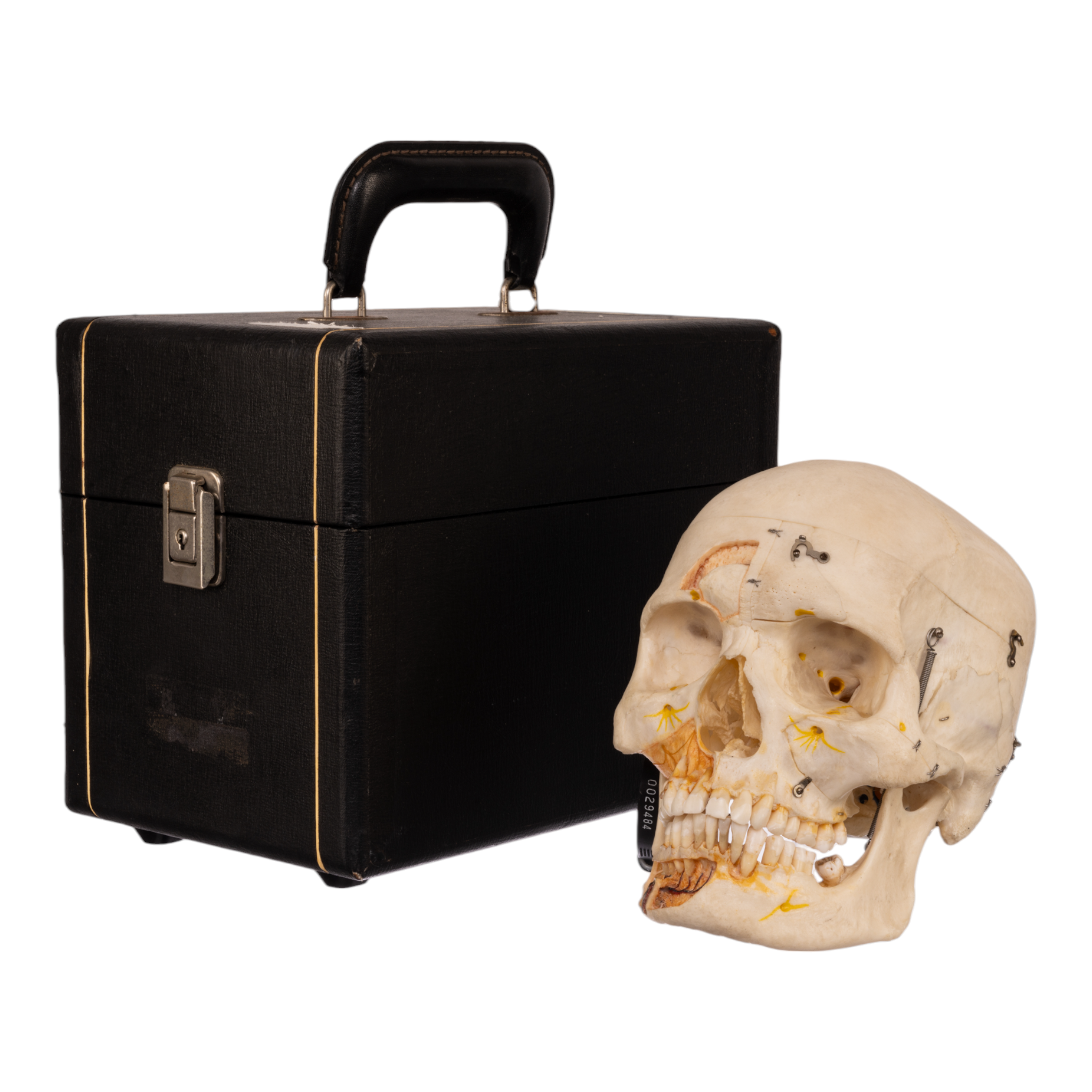 Authentic Human Skull Model with Detailed Dissection - Perfect for Medical Study, Anatomy Education & Halloween Decor - Includes Durable Carrying Case