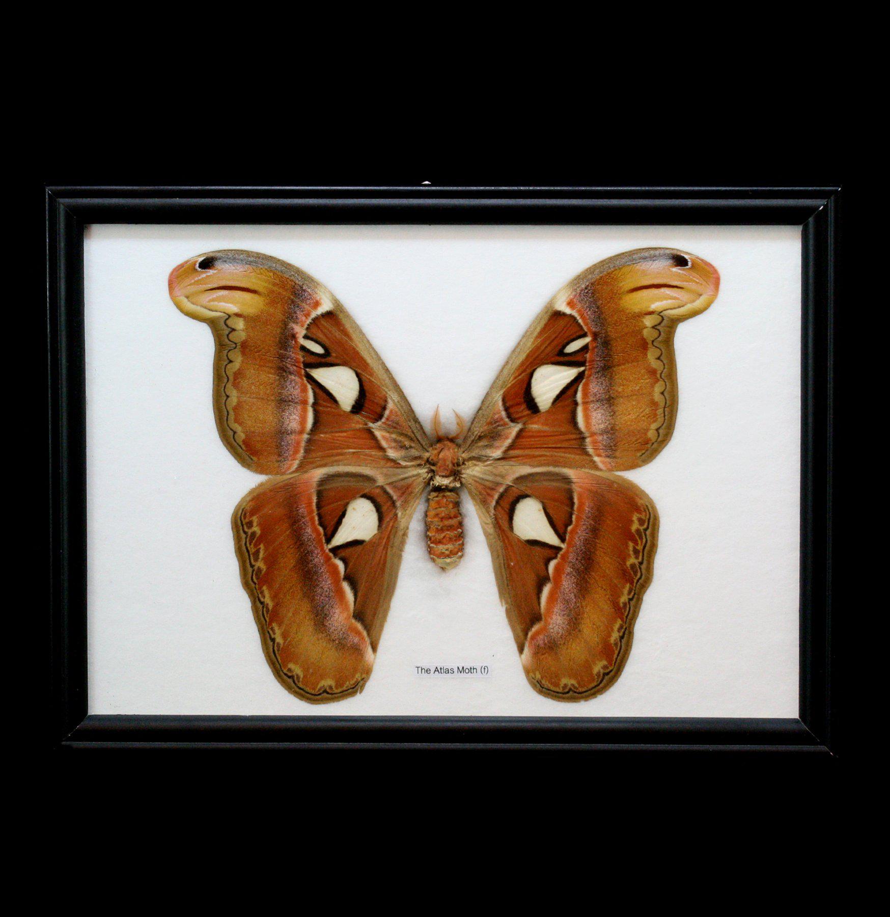 Atlas Moth Framed Display - Giant Silk Moth Specimen for Home Decor, Entomology Collection & Nature-Inspired Interior Design