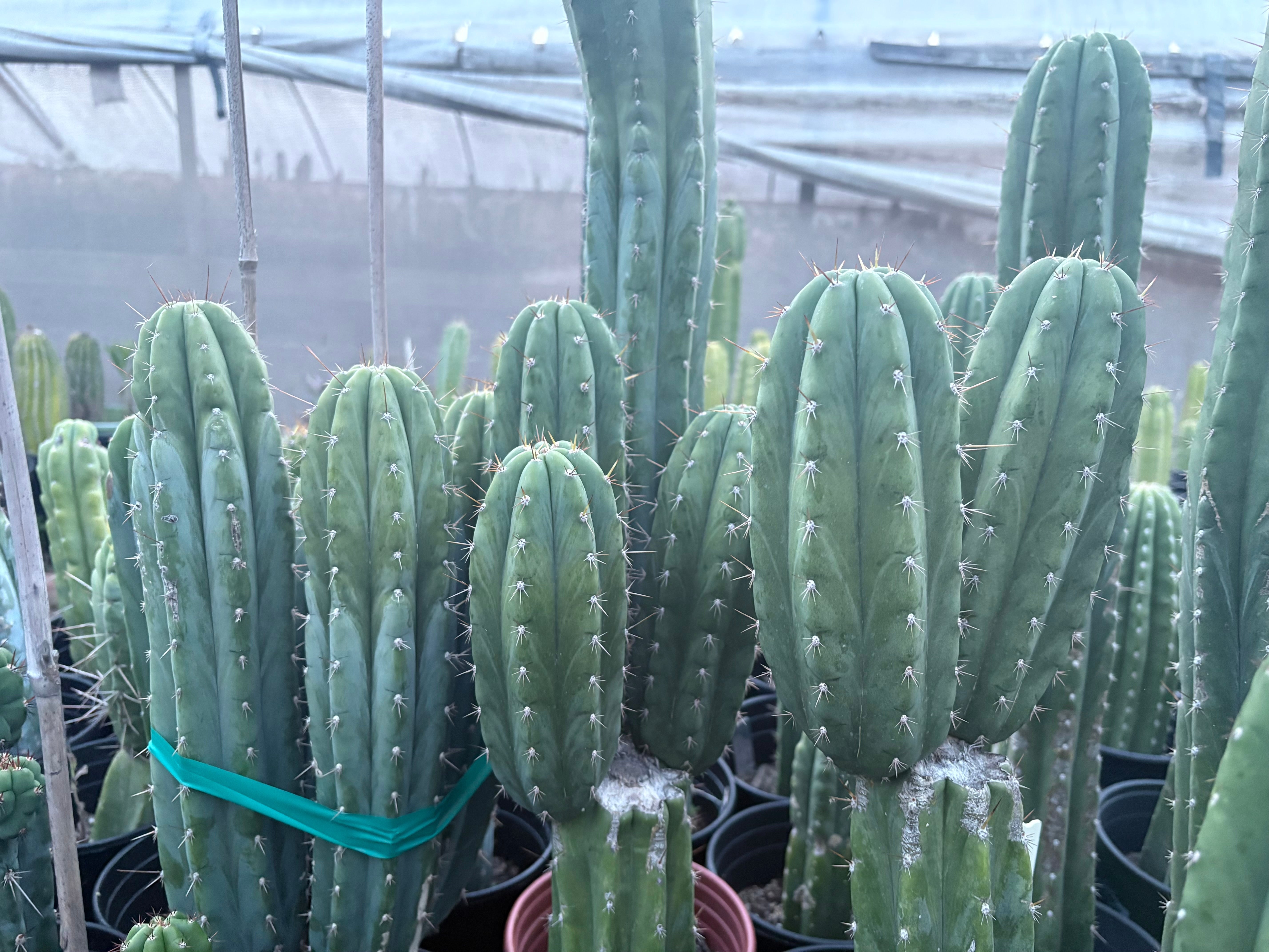 EC103 Trichocereus Pachanoi 'K Valle' Cactus Cuttings 7-8 Inch | San Pedro Cactus for Gardening, Landscaping & Spiritual Ceremonies