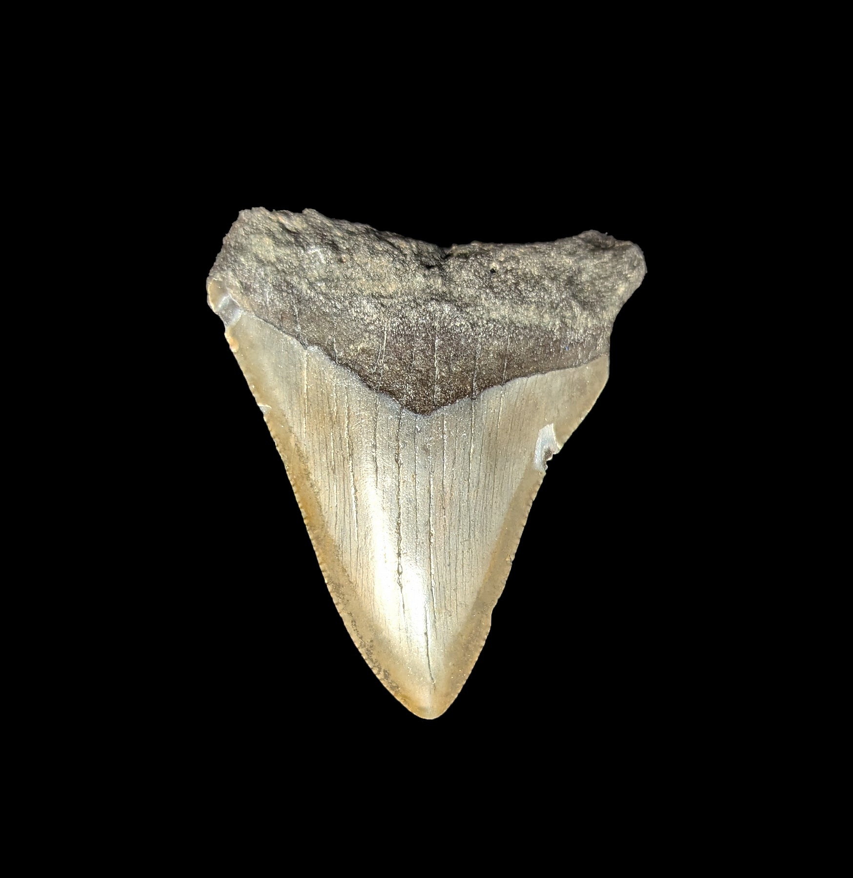 Authentic Small Megalodon Tooth Fossil - Genuine Shark Tooth Collectible for Home Decor, Jewelry Making & Paleontology Enthusiasts