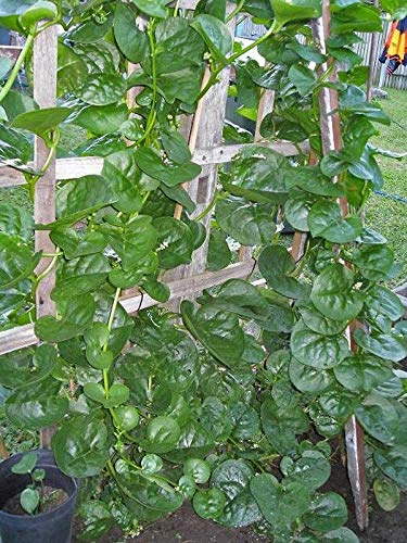 Organic Malabar Spinach Seeds (Green Stem Variety) - 200+ Non-GMO Heirloom Seeds for Home Gardening, Stir-Fry Cooking & Fresh Salads - Perfect for Vertical Gardens, Urban Farming & Healthy Eating