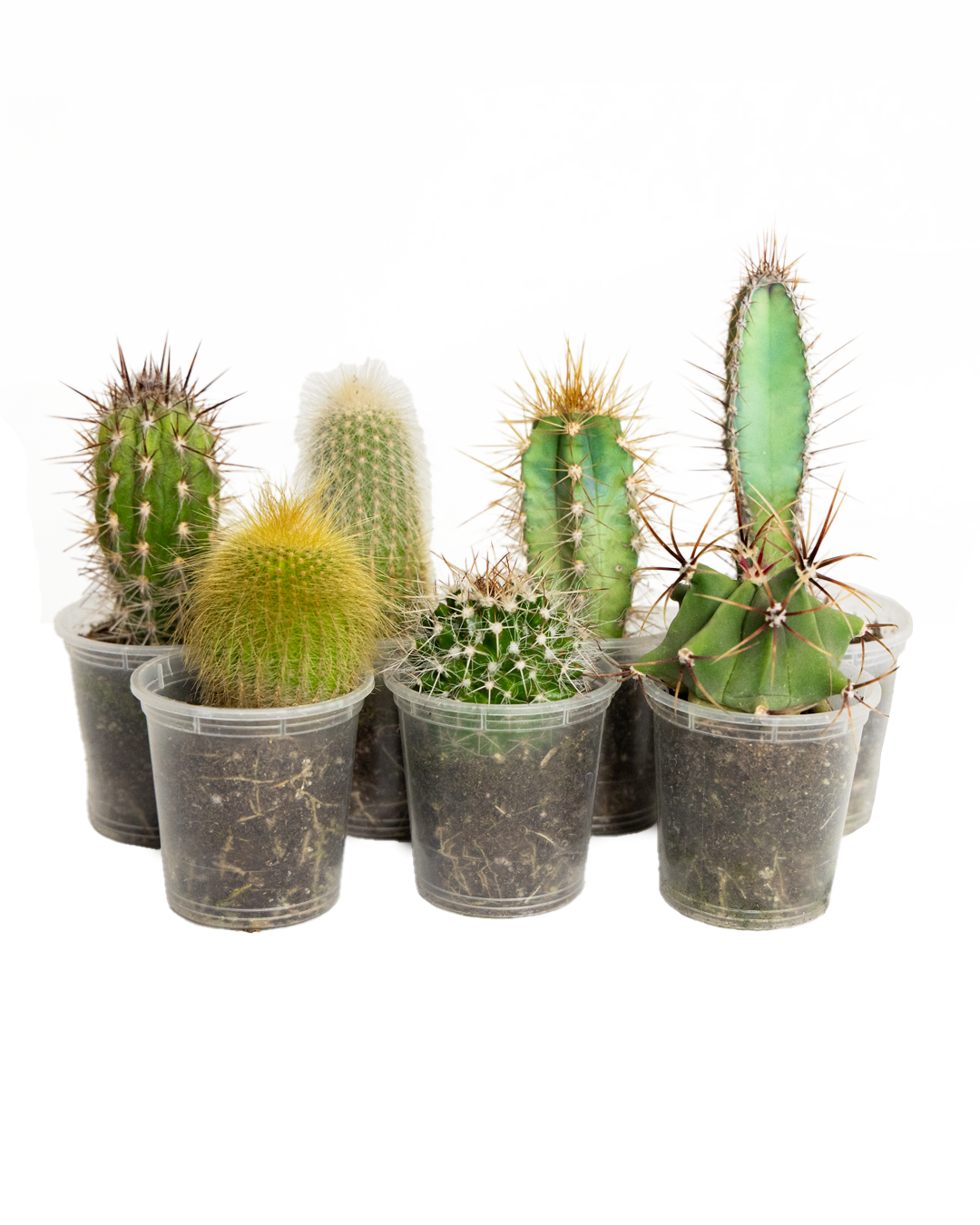 2 Inch Mini Cactus Plants - Set of 7 Assorted Small Succulents for Home Decor, Office Desk, and Gift Giving