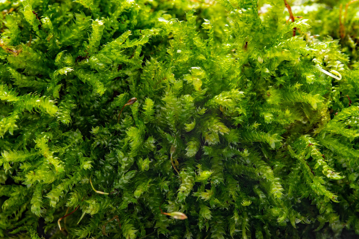 Foresta Mat with Anubias Nana & Christmas Moss - Live Aquarium Plants for Fish Tank Decoration | Perfect for Aquascaping, Shrimp Tanks & Natural Aquatic Environments