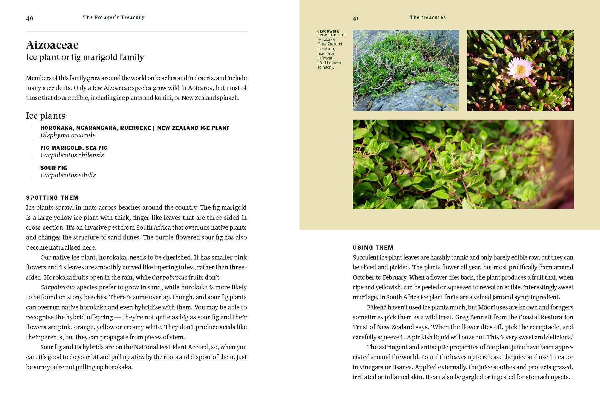 The Forager's Treasury: Essential Guide to Finding & Using Wild Plants in New Zealand - For Hiking, Camping & Sustainable Living