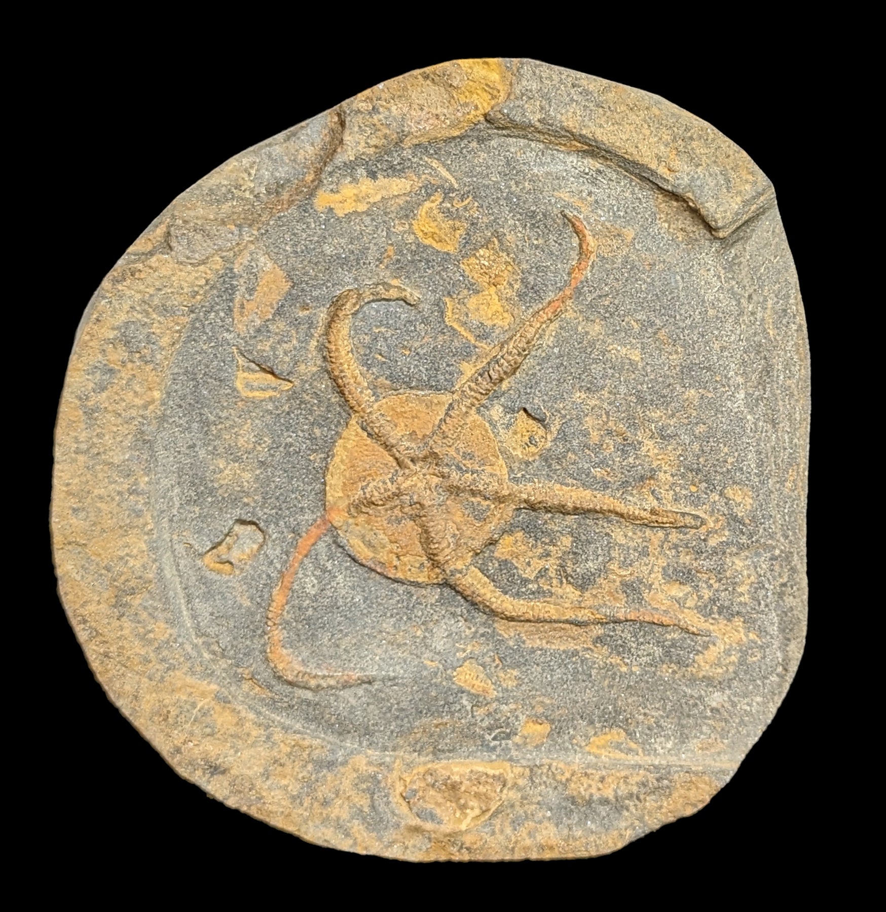 Authentic Brittle Star Fossil Plate - Premium Natural Marine Fossil Specimen for Collectors & Decor | Perfect for Home Display, Science Education & Gifts