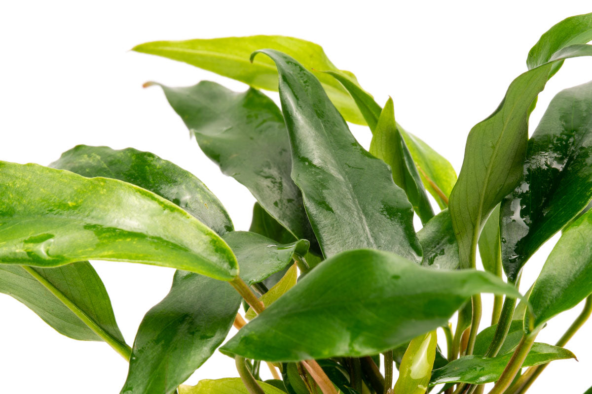 Anubias Minima Live Aquarium Plant - Low Light Freshwater Aquatic Plant for Fish Tanks, Aquascaping & Nano Tanks | Perfect for Beginners & Shrimp Tanks