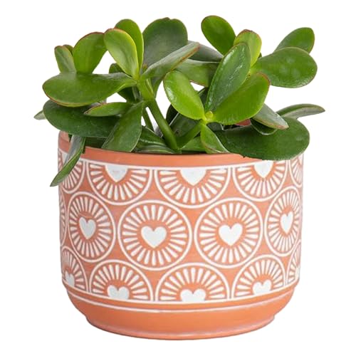 Cute Décor Plant Pot