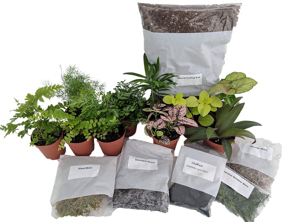 Hirt's Complete Terrarium Kit - 5 Live Terrarium Plants & 5 Ferns for Indoor Gardens, DIY Home Decor, Office Desk Decorations