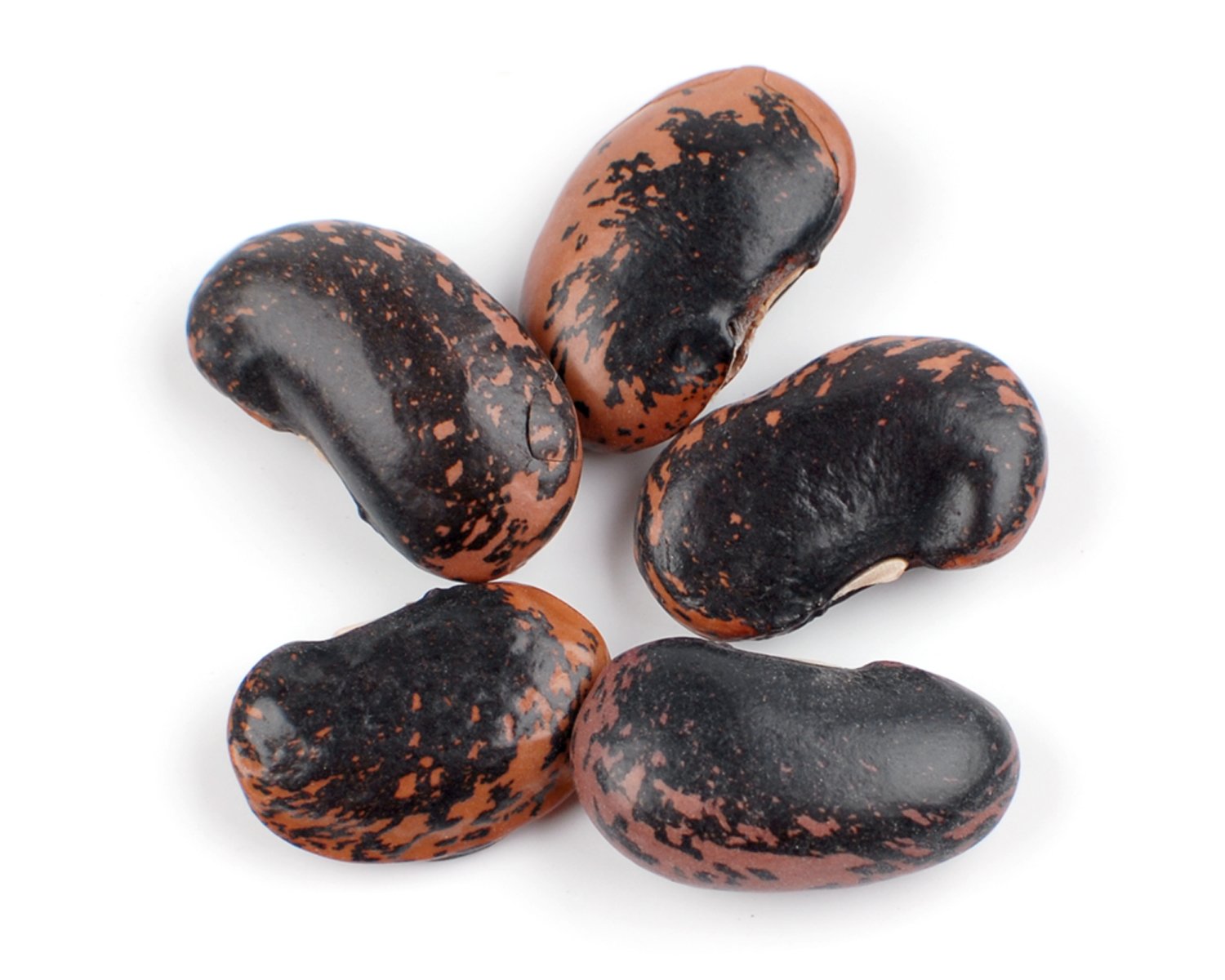 Organic Scarlet Runner Beans - 25 Lb Bulk Bag | Non-GMO, High Protein Beans for Soups, Stews & Mexican Dishes | Perfect for Home Cooking & Restaurant Use
