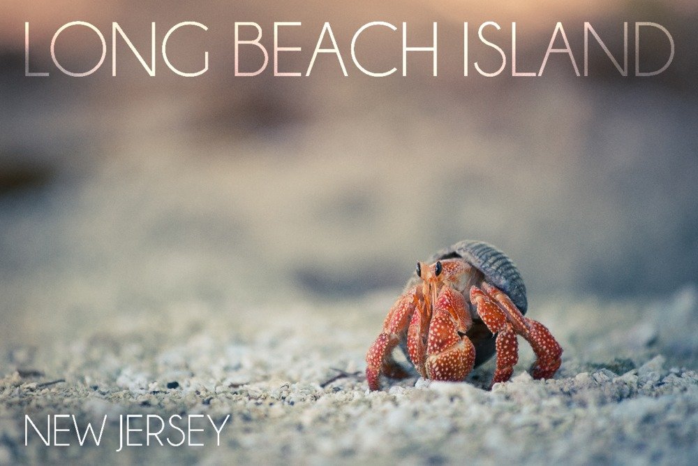 Premium 24x36 Metal Wall Art - Hermit Crab on Long Beach Island New Jersey - Gallery Quality Aluminum Decor for Living Room, Bedroom & Office