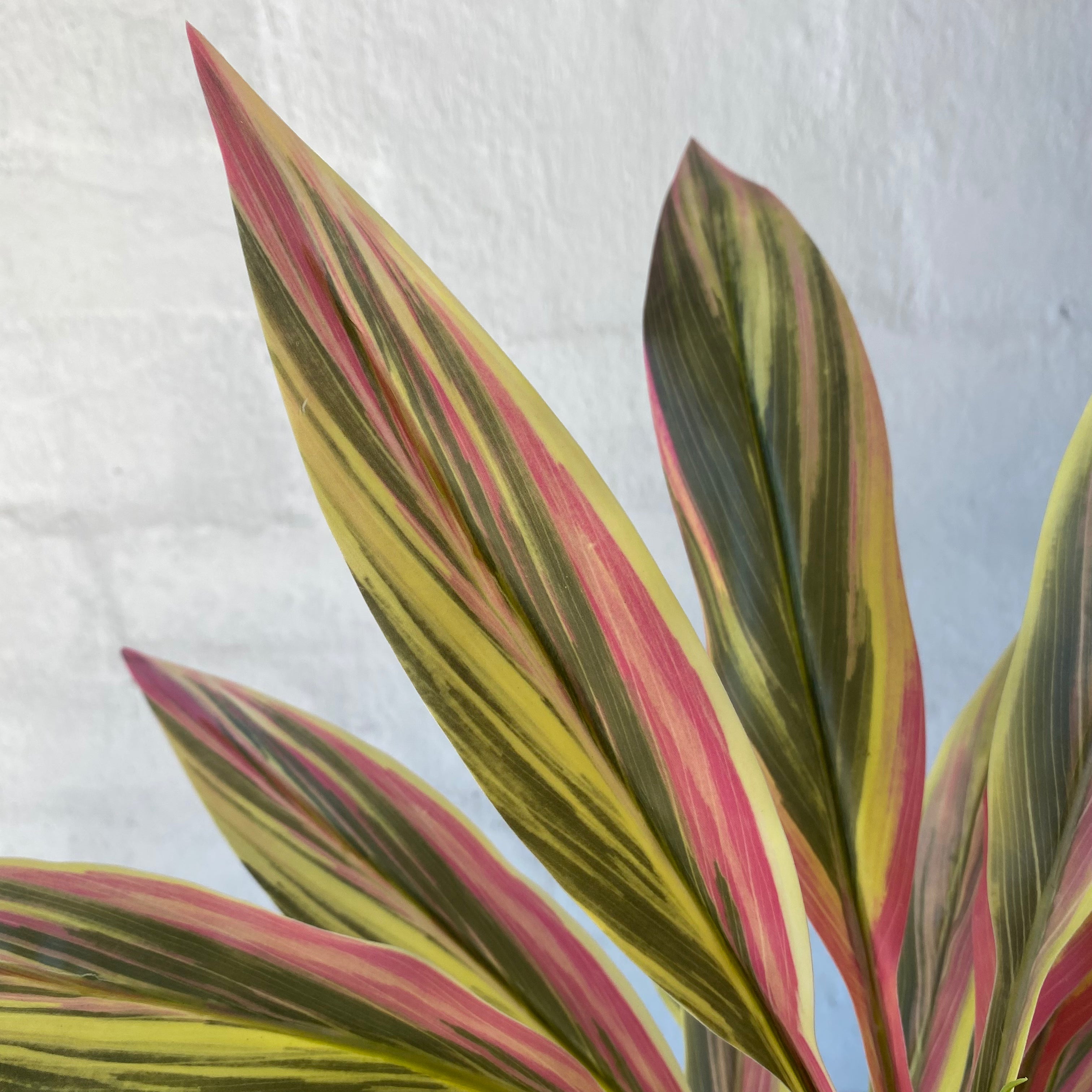 Artificial Sun Dracaena Bush - 3 Pack Fake Plants for Home Decor, Office Desk & Indoor Greenery - Low Maintenance UV Resistant Faux Dracaena Plant for Living Room, Bedroom, Bathroom & Workspace Decor