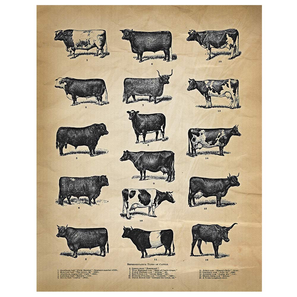 11 x 14 Farmhouse Cattle Poster Print - Vintage Farm Animal Wall Art Decor for Kitchen, Living Room & Country Home | Perfect for Rustic, Western & Ranch Style Interior Design