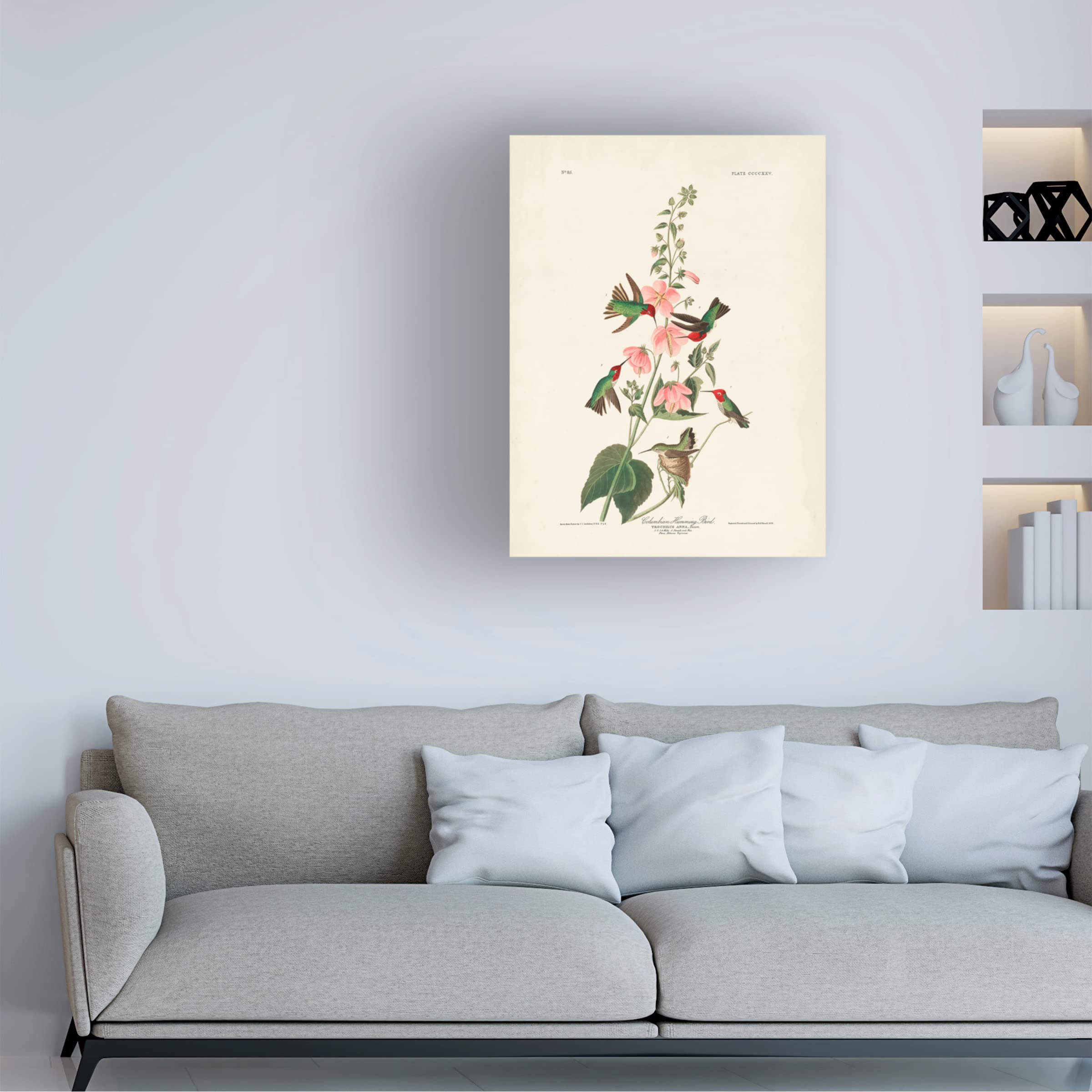 Trademark Fine Art 'Columbian Hummingbird' Canvas Wall Art by John James Audubon - 24x32 Inches - Vibrant Nature Decor for Living Room, Bedroom & Office