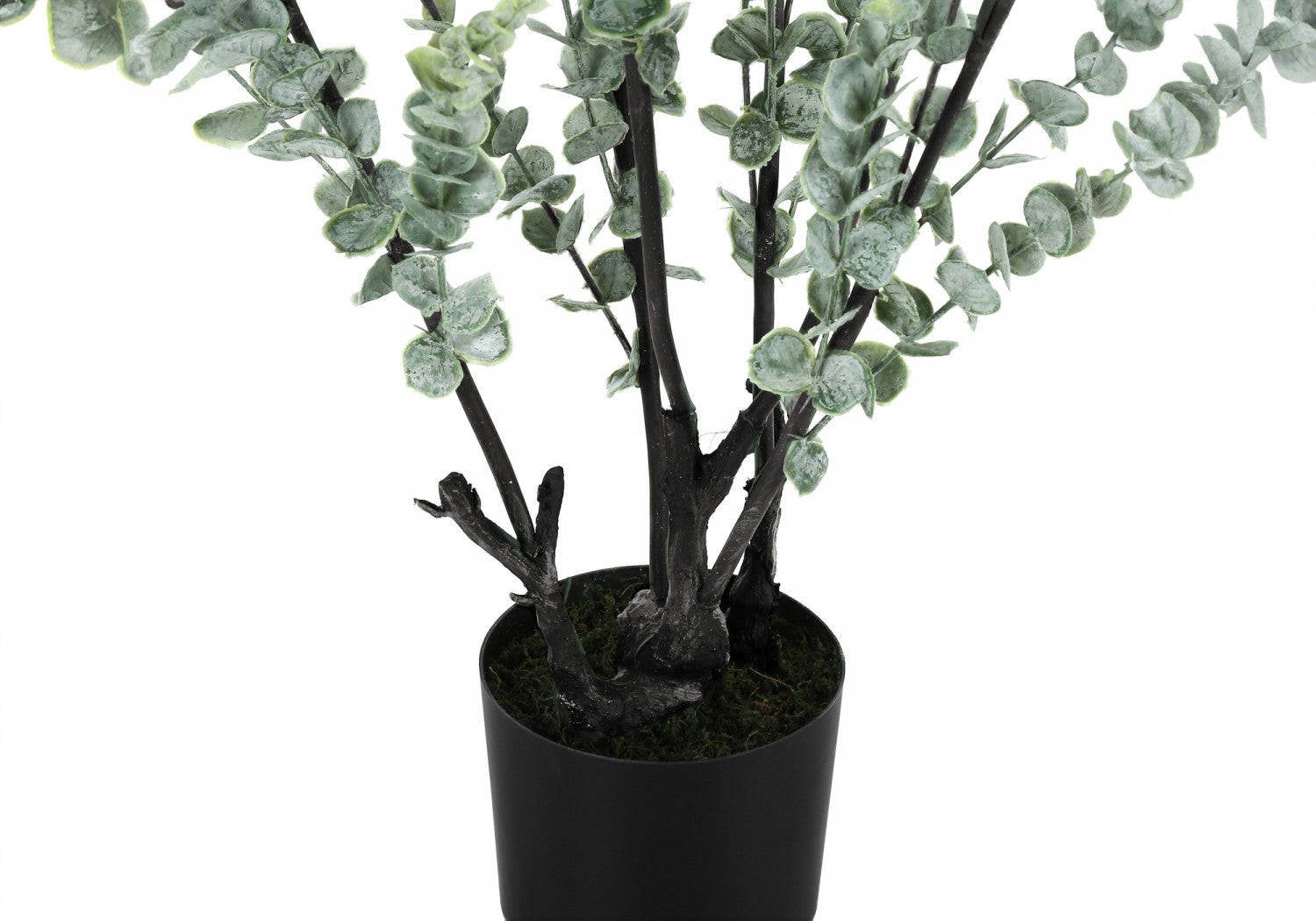 44 Pack Eucalyptus Plants in 5 Black Pots - Fresh Green Indoor/Outdoor Decor for Home, Office, and Garden Landscaping