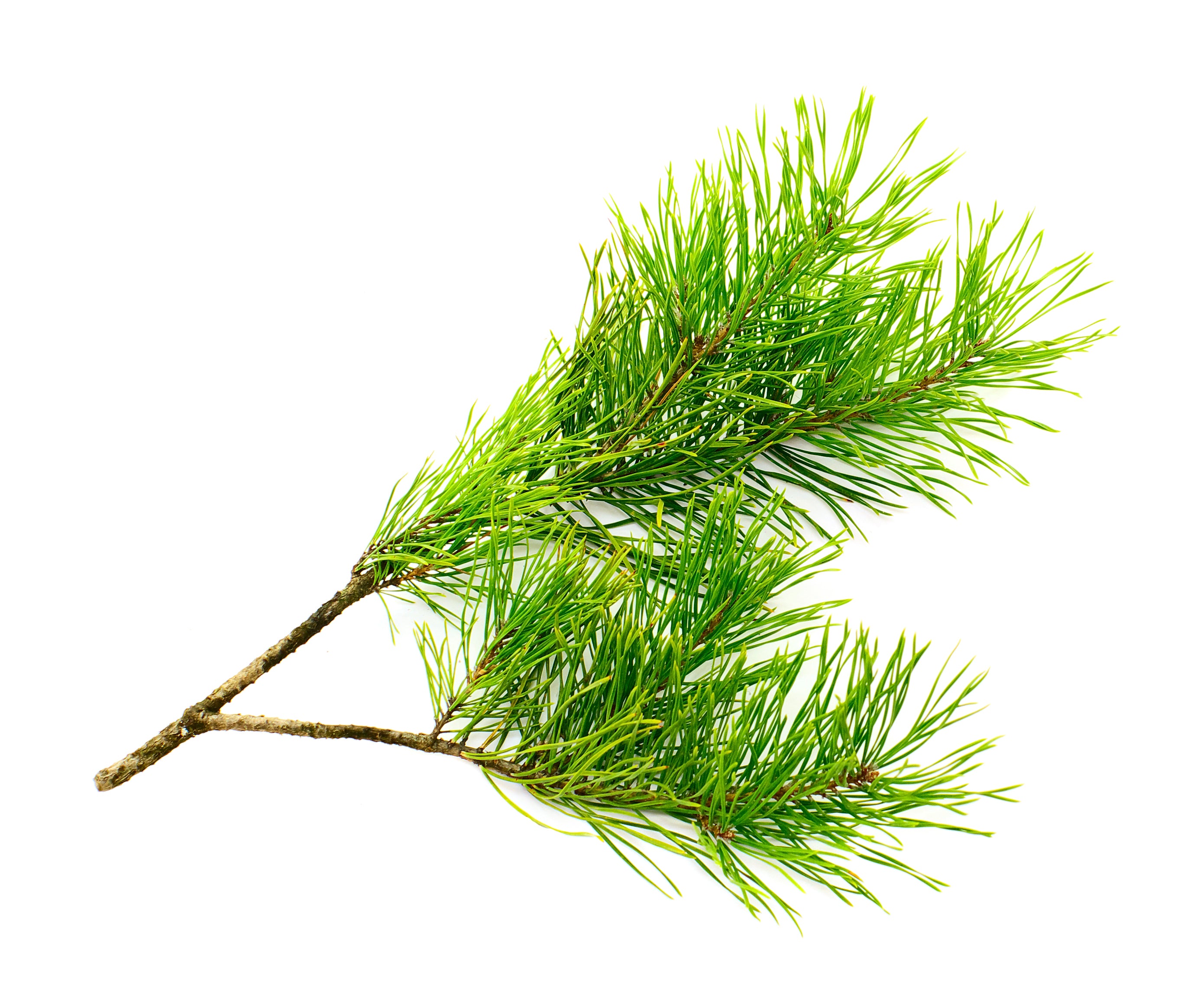 Premium Cedarwood Atlantic Essential Oil - 100% Pure & Natural for Aromatherapy, Relaxation & Skin Care - Perfect for Diffusers, Massage & DIY Beauty Products