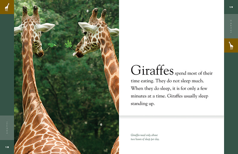 Giraffes Book 9781640262034 - Wildlife Education for Kids & Adults | Perfect for School Projects, Animal Lovers & Nature Enthusiasts