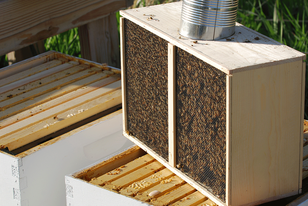 Live Honey Bee Package for Sale - Pickup Only in NSW | Perfect for Beekeeping & Pollination