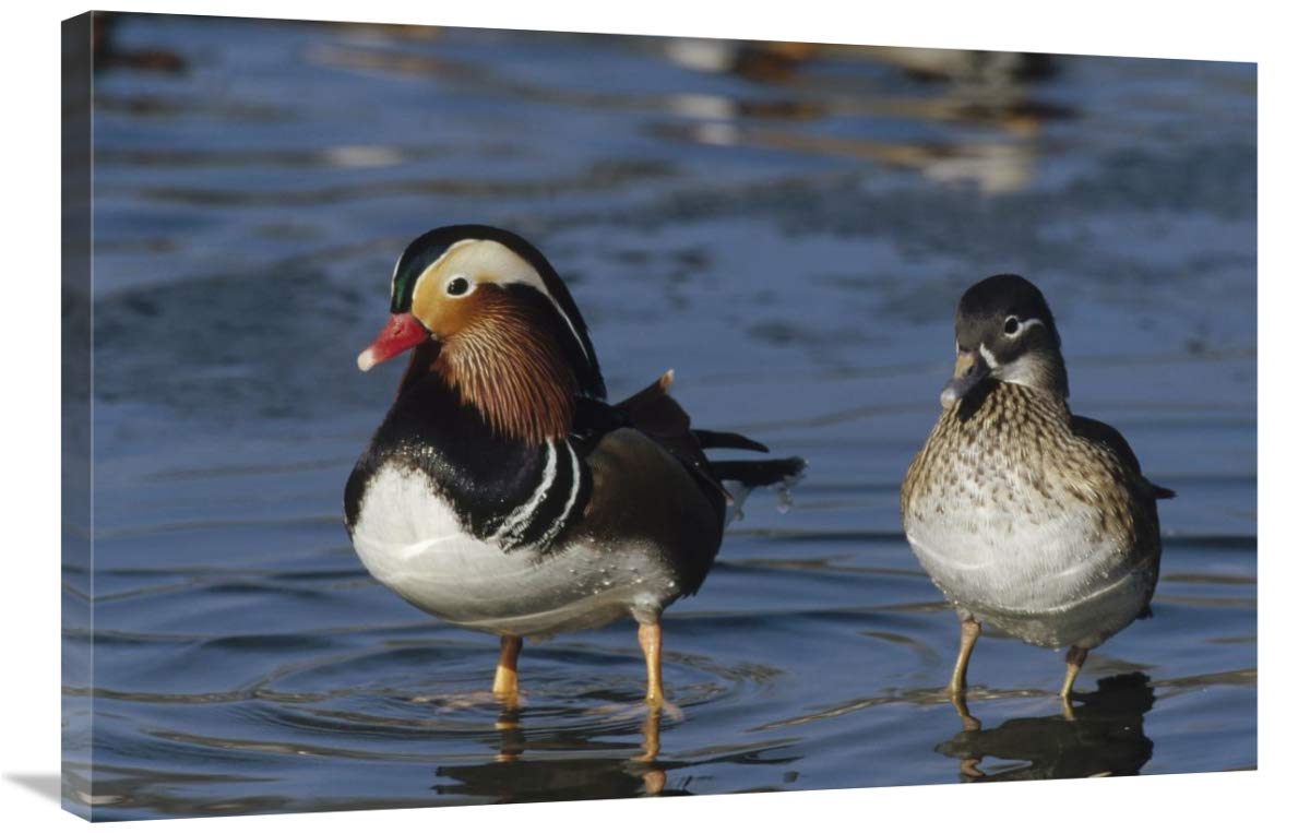 24 x 36 Inch Mandarin Duck Pair Art Print - Male & Female Standing in Water - Chinese Wildlife Photography by Konrad Wothe - Perfect for Home Decor, Office Wall Art & Nature Lovers Gift