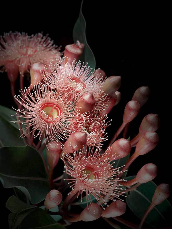 Eucalyptus Flowers Canvas Art Print - Handmade Botanical Wall Decor for Living Room, Bedroom & Office - Perfect for Home and Office Decor