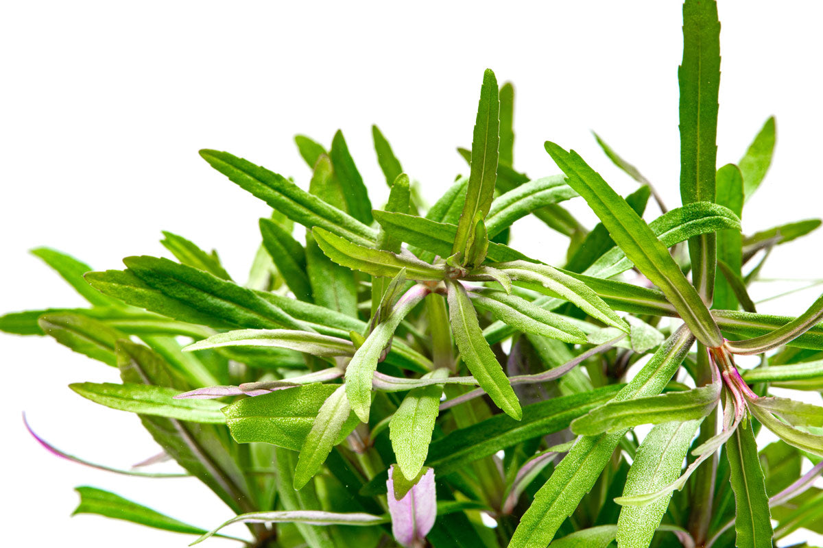 Pogostemon Eusteralis Stellata Octopus - Live Aquarium Plant for Freshwater Fish Tanks | Perfect for Aquascaping & Shrimp Habitats