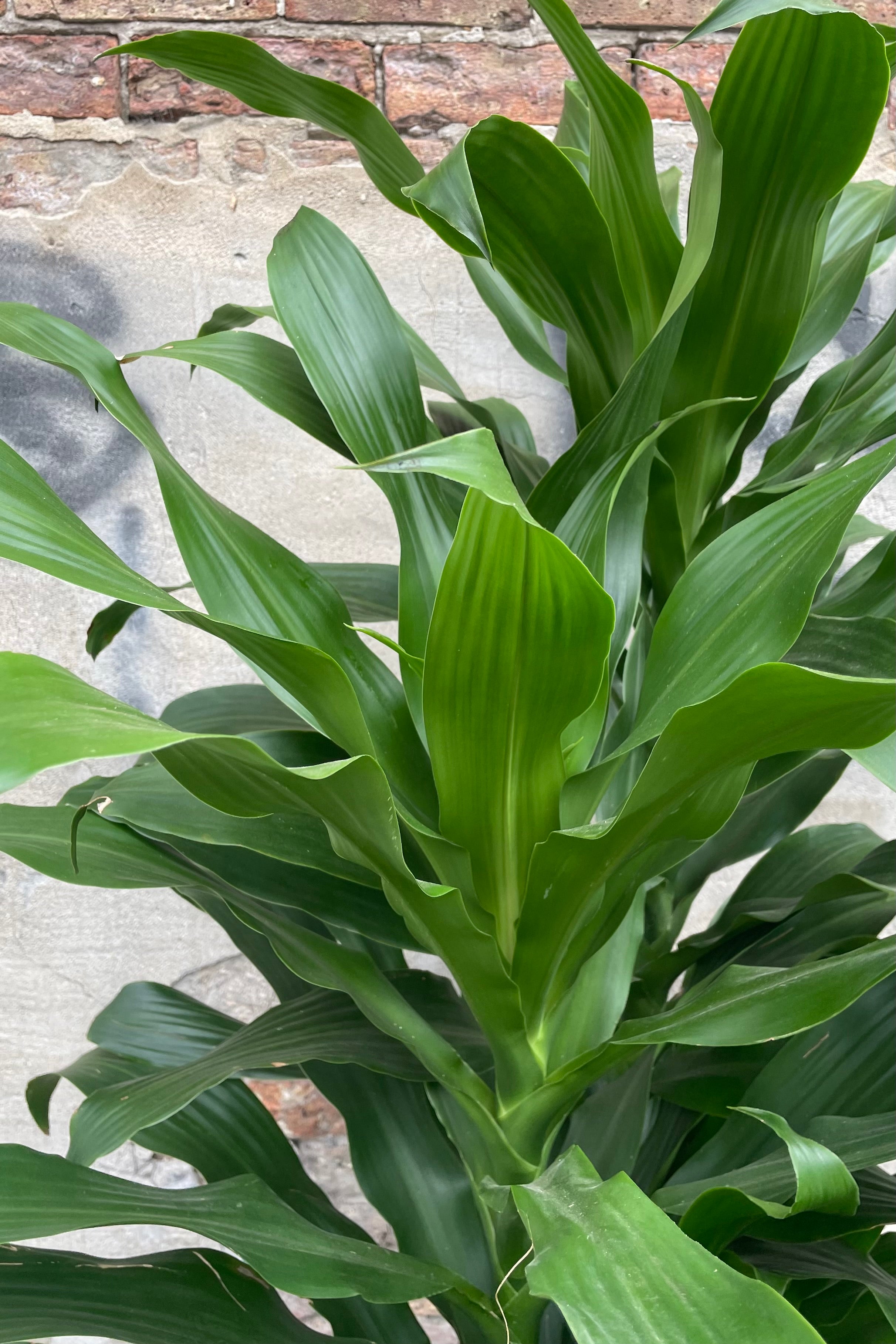 Dracaena 'Michiko' 12