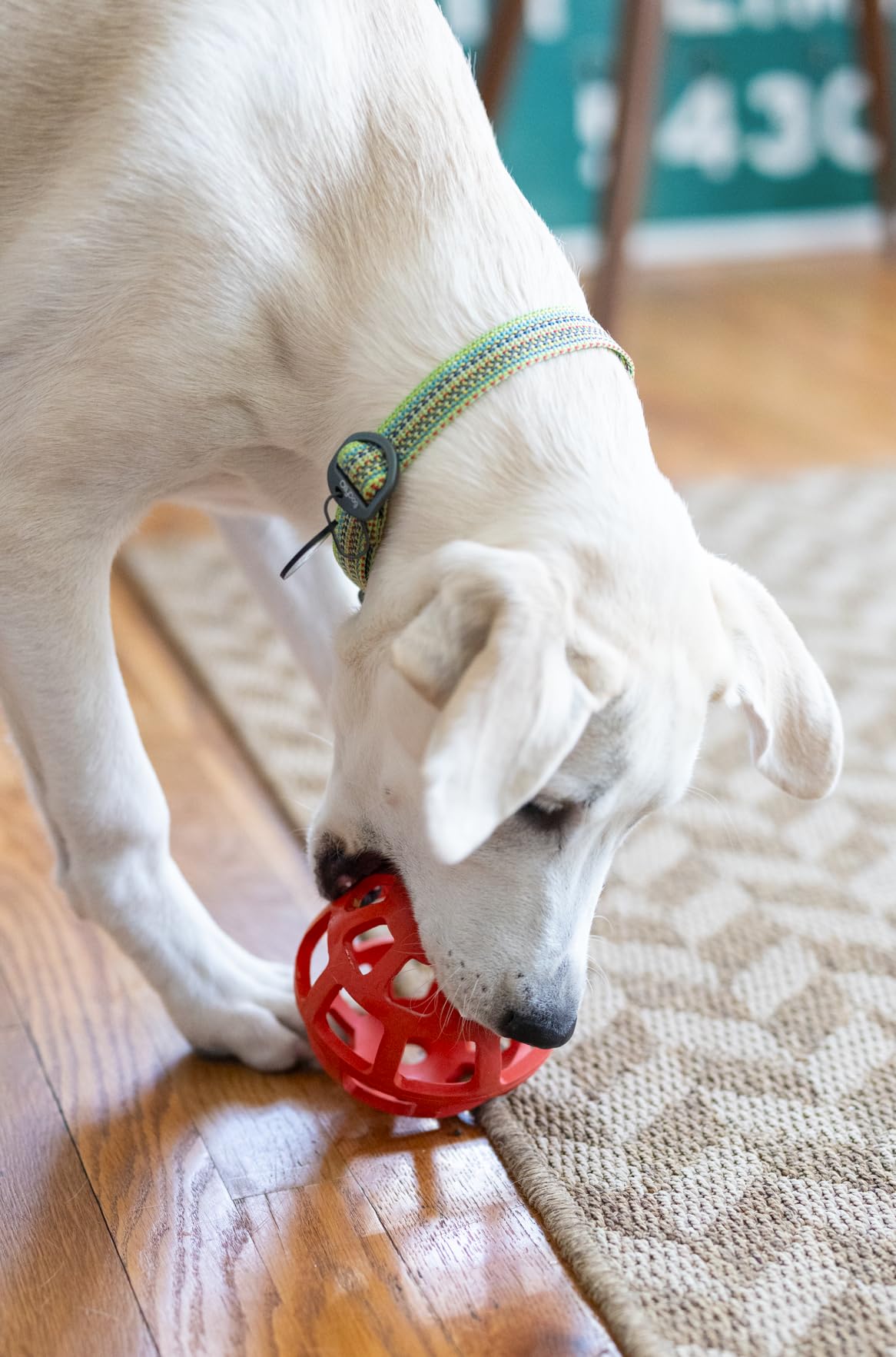 OllyDog Waffle Ball - Natural Rubber Roller Dog Toy for Small, Medium & Large Dogs (Fiesta) - Interactive Play & Chew Toy for Indoor & Outdoor Fun
