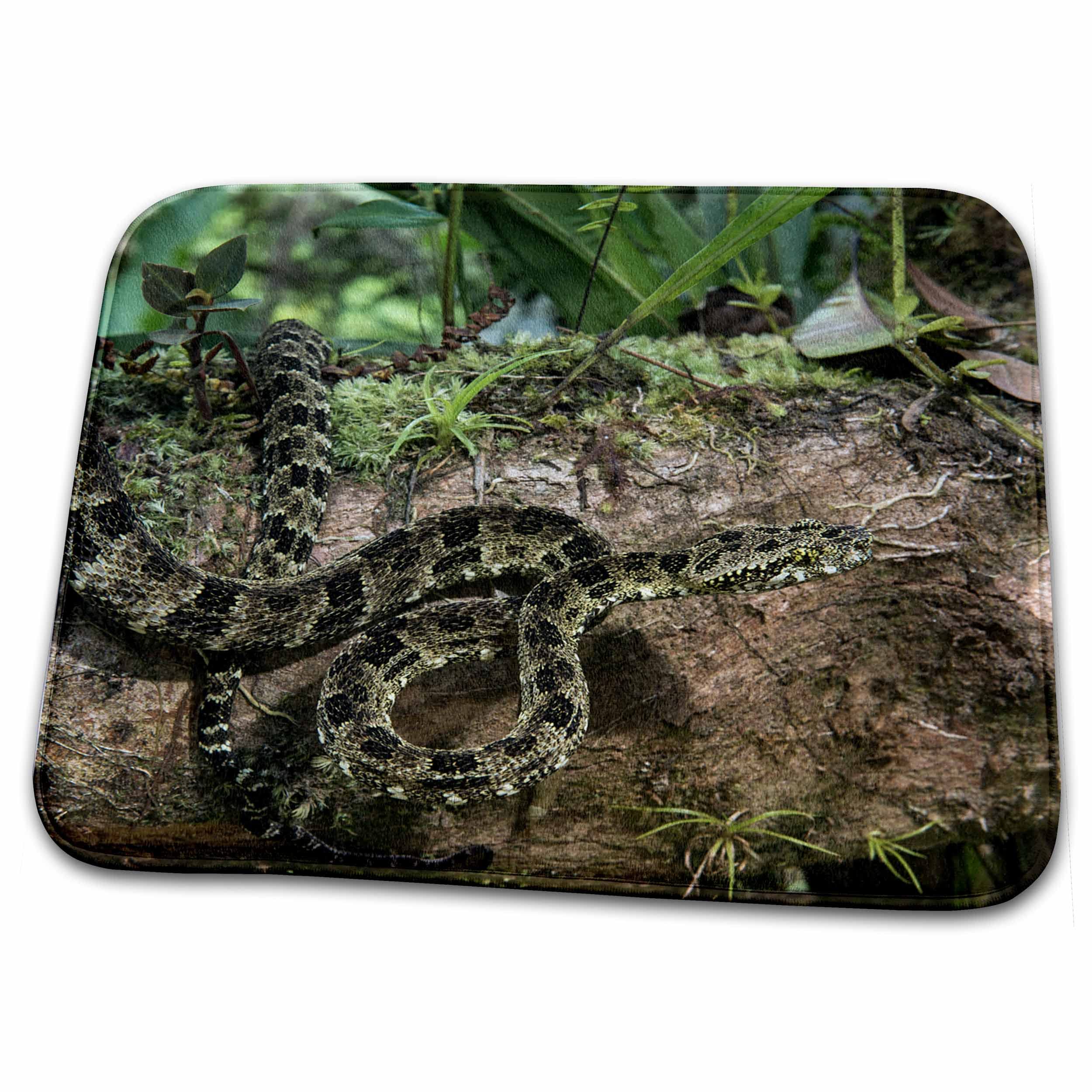 3D Rose Speckled Forest Pit Viper Amazon Ecuador Captive Bathroom Rug Mat - Non-Slip Soft Absorbent Bath Mat for Bathroom, Shower & Laundry Room - Rug-228826-1