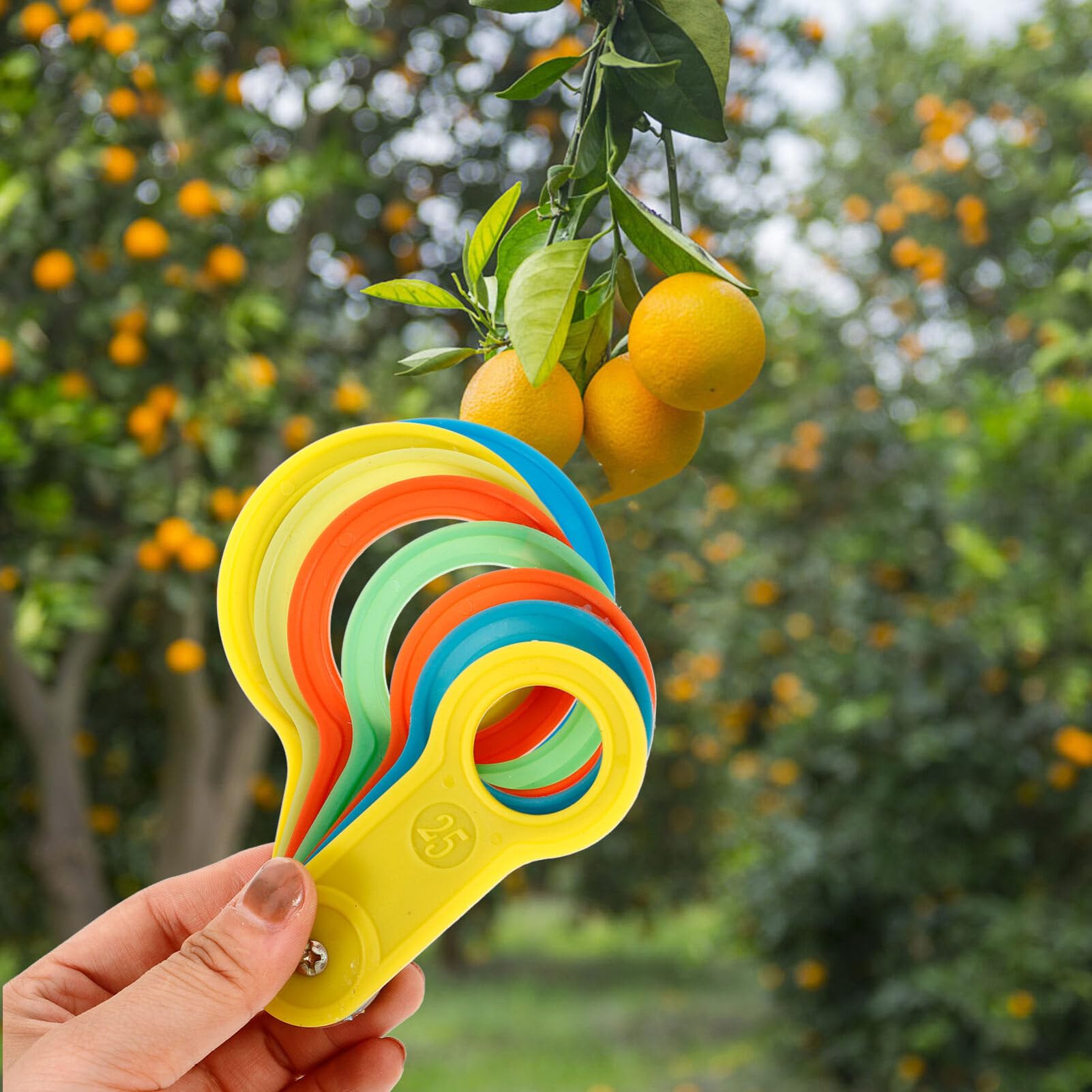 2 Sets Plastic Fruit Ring Sizer Measuring Tool (25-60mm & 60-110mm) - Diameter Measurement Gauge for Oranges, Peaches, Apples - Perfect for Farmers Market, Grocery Stores & Home Kitchen Use