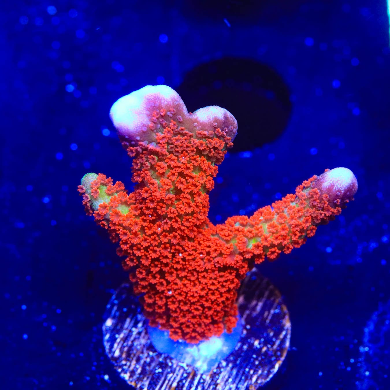 Premium Forest Fire Digitata Montipora Coral for Saltwater Aquariums – Vibrant Red & Orange SPS Coral for Reef Tanks
