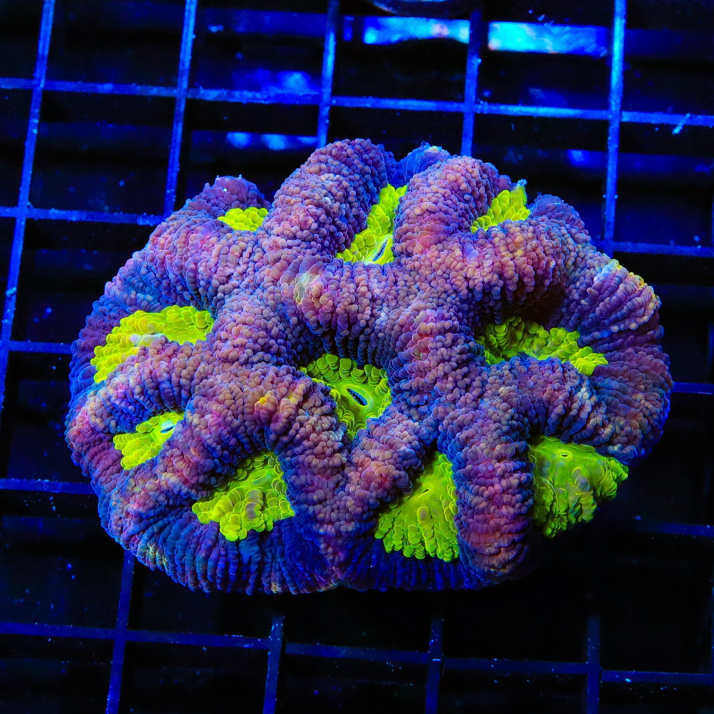 Dragon Soul Favia Coral - Premium Saltwater Coral for Reef Aquariums | Perfect for Nano Tanks & Coral Frag Racks | Enhance Your Marine Aquascape