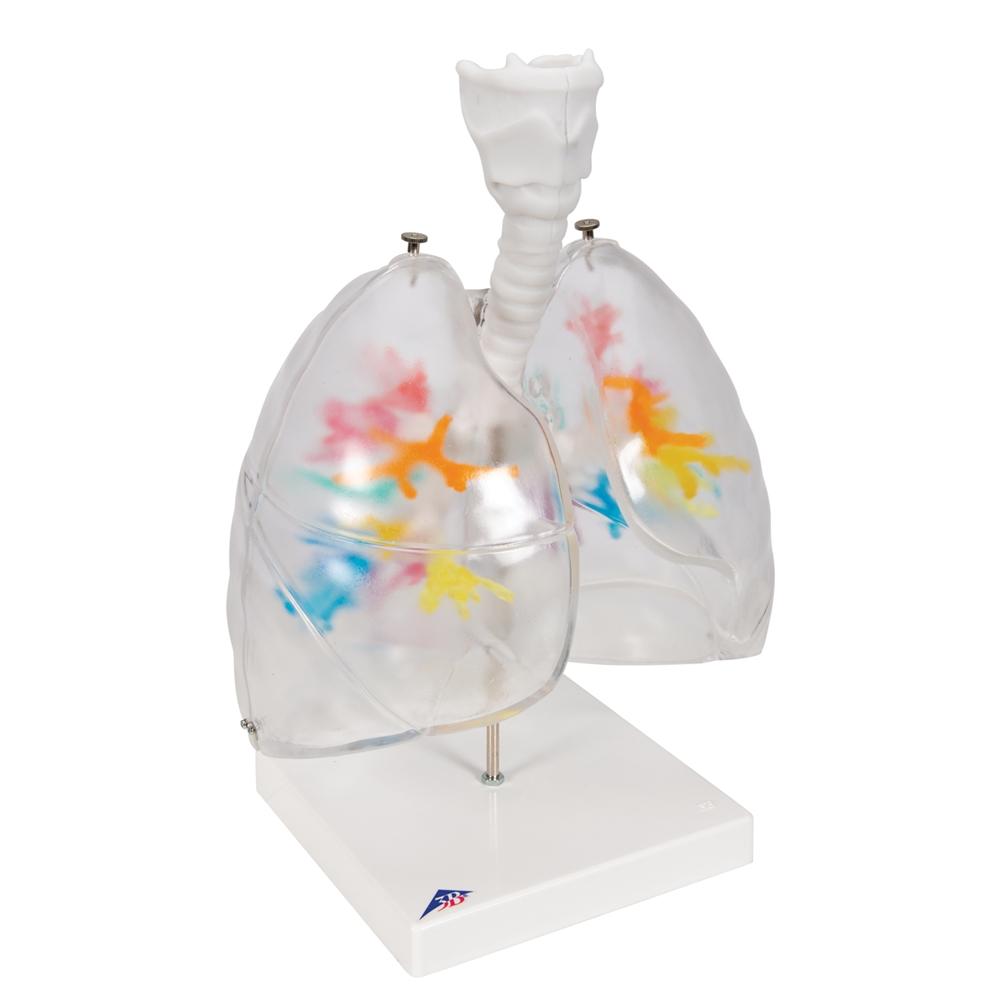 CT Bronchial Tree with Larynx & Transparent Lungs Model - Human Respiratory System Anatomy Model for Medical Students, Doctors & Educators - Perfect for Classroom Demonstrations & Medical Training