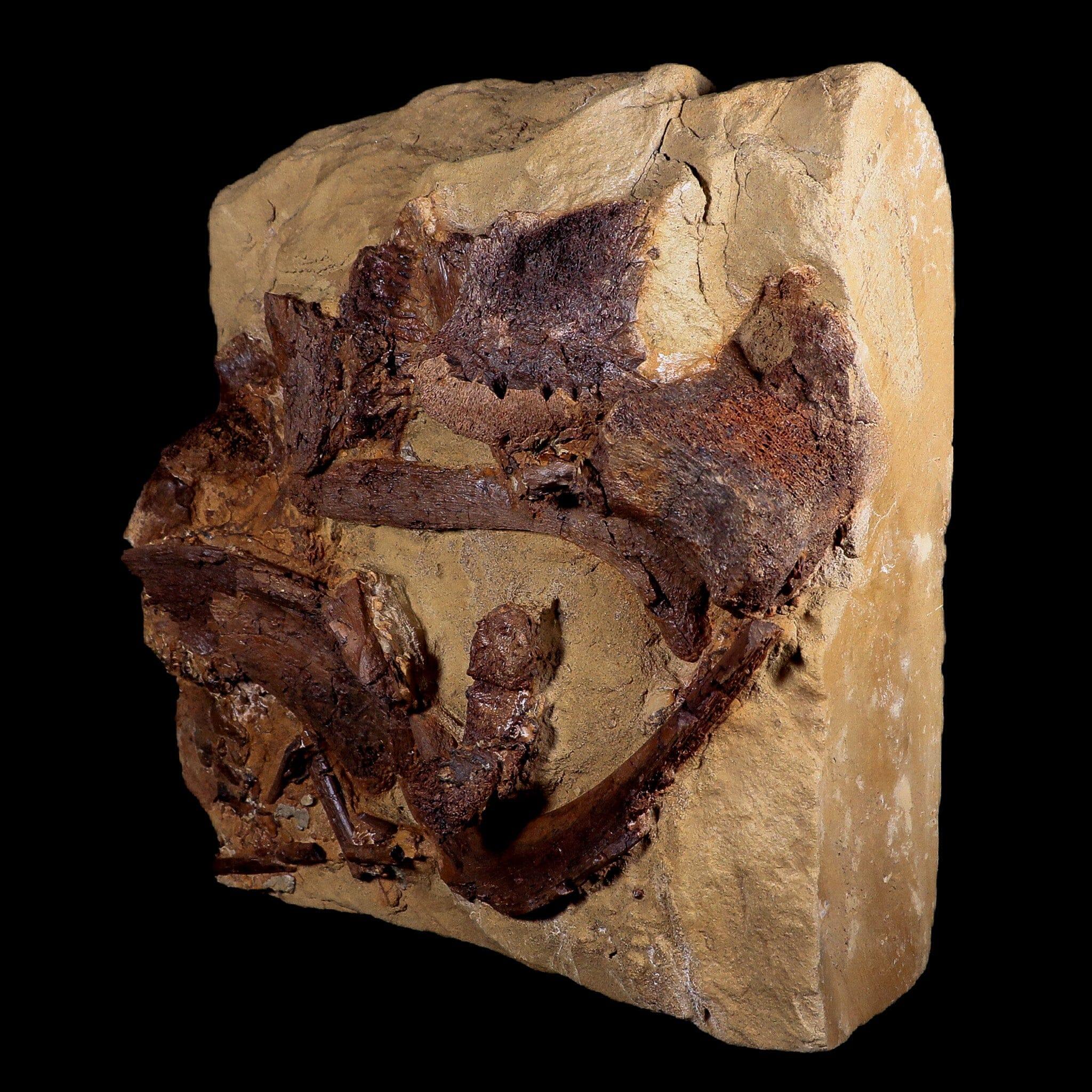 10 Authentic Edmontosaurus Fossils - Teeth, Jaw, Vertebrae & Tendons from Lance Creek, Wyoming | Dinosaur Fossil Collection for Paleontology Enthusiasts & Museum Displays