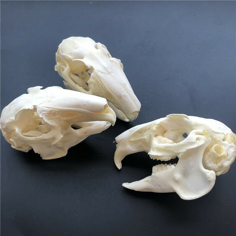 Real Rabbit Skull Taxidermy Specimen - Authentic Animal Bones for Science Education, Home Office Decor & Unique Gift - Perfect for Halloween Decor, Gothic Display & Biology Study (10 Pieces)