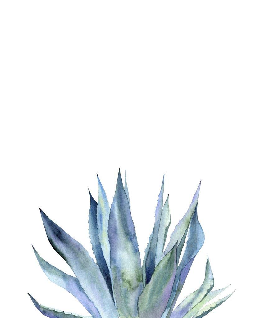 Ann Solo Agave II Art Print Poster - 14x11 Inch Framed Wall Decor, 10x8 Inch Image Size - Perfect for Living Room, Bedroom & Office Decor