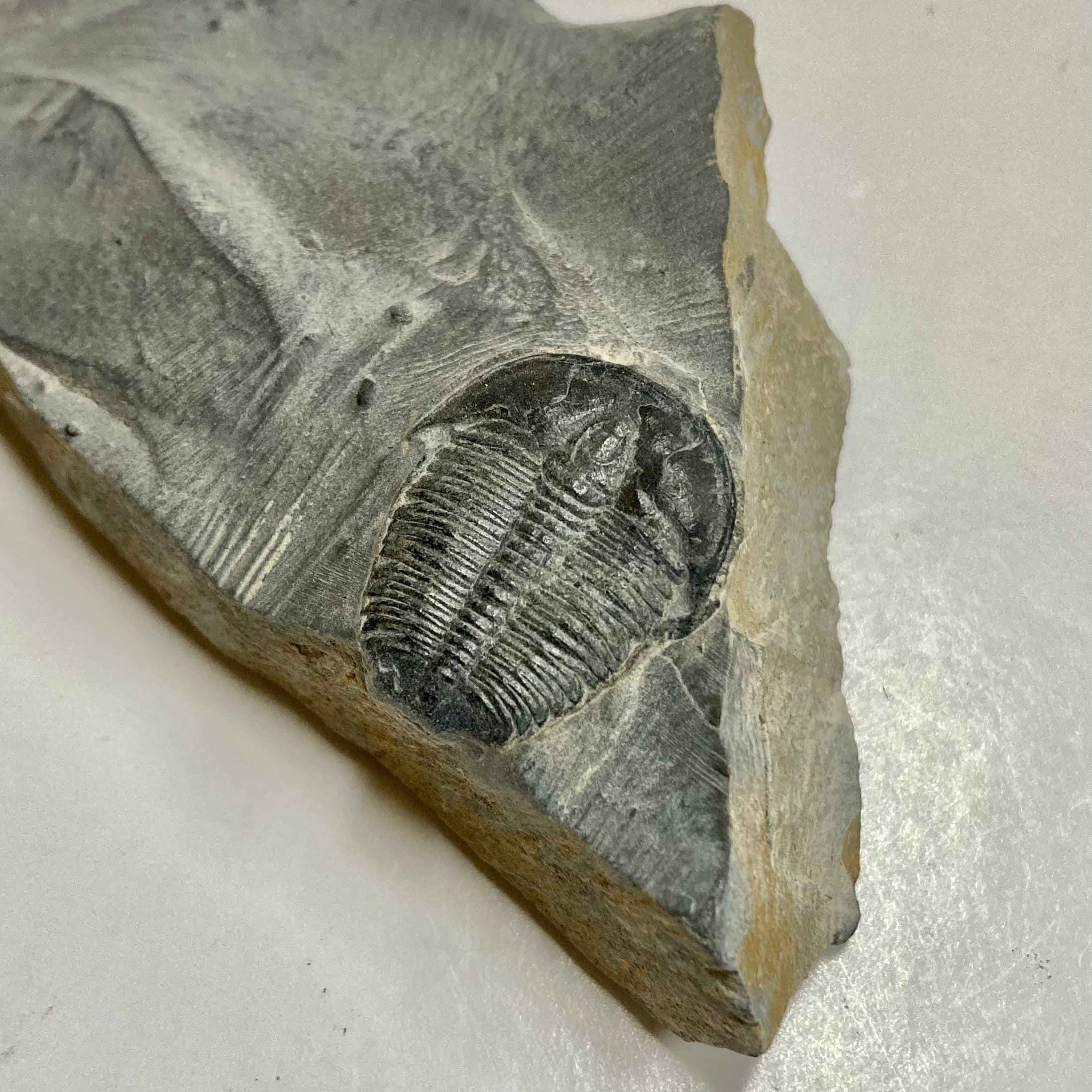 Elrathia Kingii Trilobite Fossil - Authentic Prehistoric Specimen for Collectors & Science Enthusiasts | Perfect for Home Decor, Education & Paleontology Displays