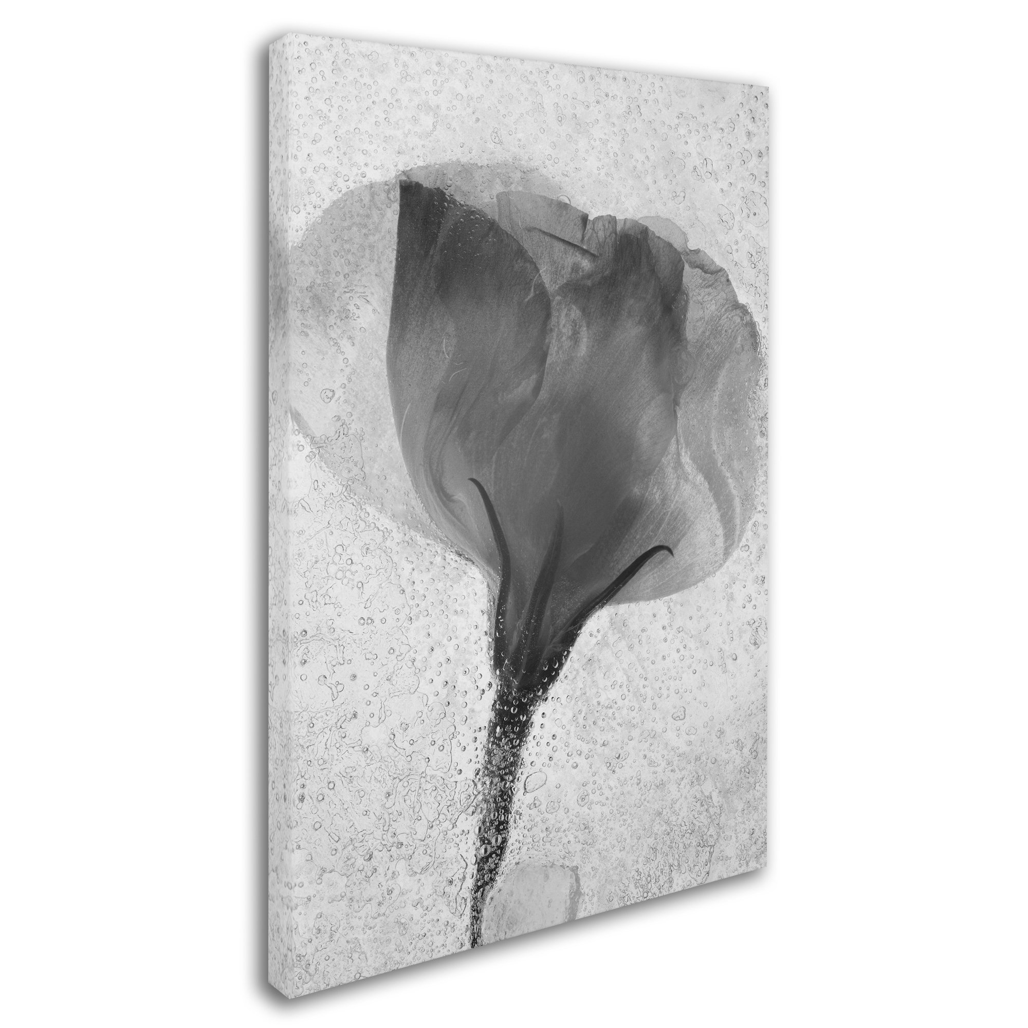 Moises Levy Flowers on Ice BW-2 Fine Art Print - 30x47 Inch Black & White Landscape Photography - Perfect for Modern Home Decor & Office Wall Art