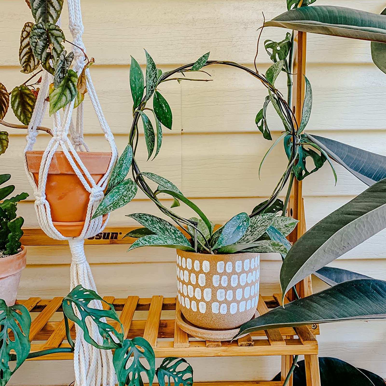 Acrux7 10-Pack Indoor Plant Trellis - Circular Climbing Plant Support for Potted Vines, Hoya & Topiary Frames | Perfect for Home Decor, Garden & Indoor Gardening