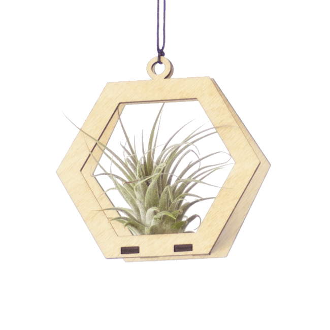 Air Plant Hanger - Mini Hexagon Maple Wood Holder for Tillandsia | Perfect for Home Decor, Office Desk & Boho Style Living Spaces