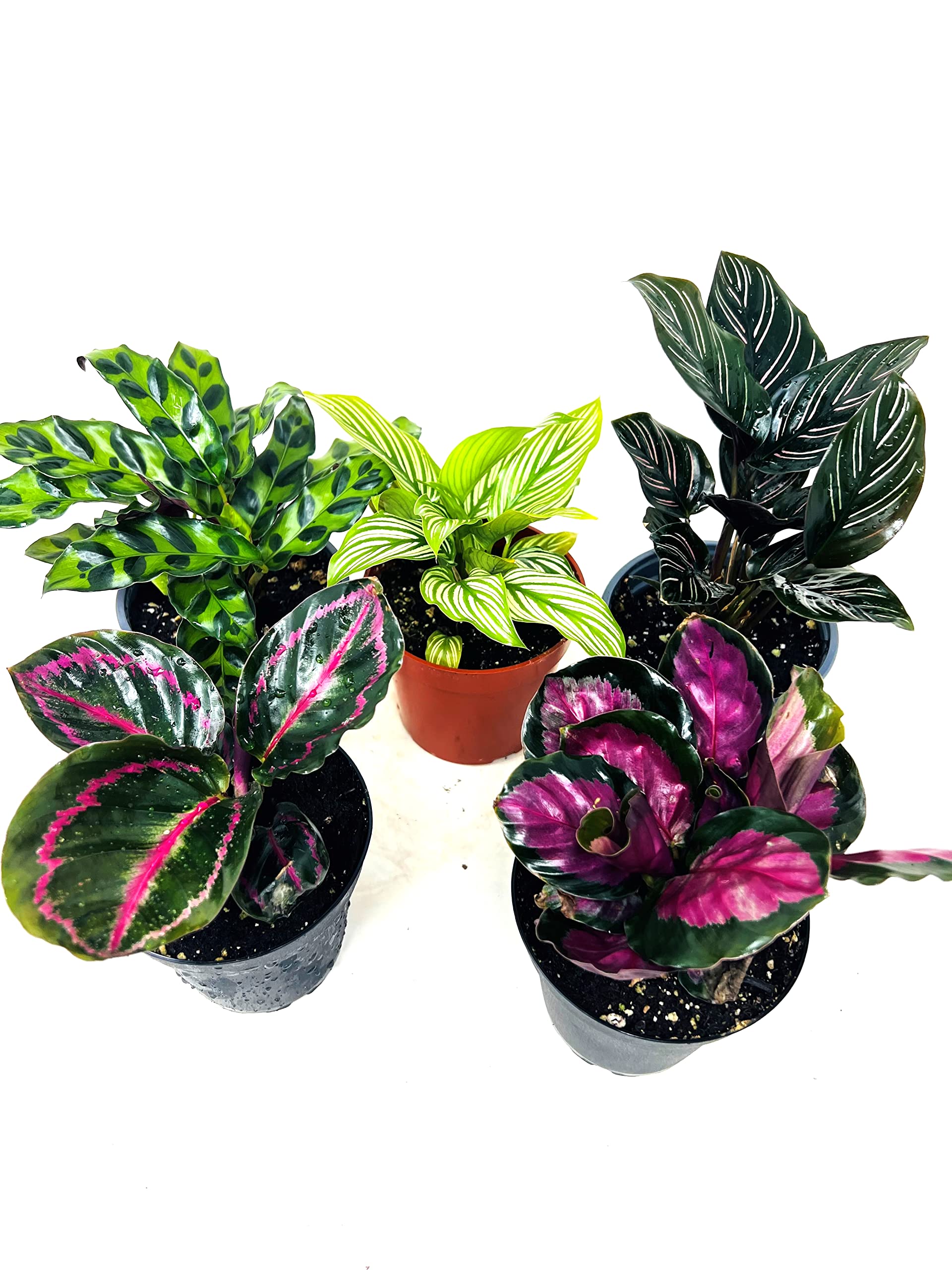 Calathea Party of 2 Live Plants - Unique Prayer Plants by JMBamboo for Home & Office Decor | Perfect Housewarming Gift for Plant Lovers