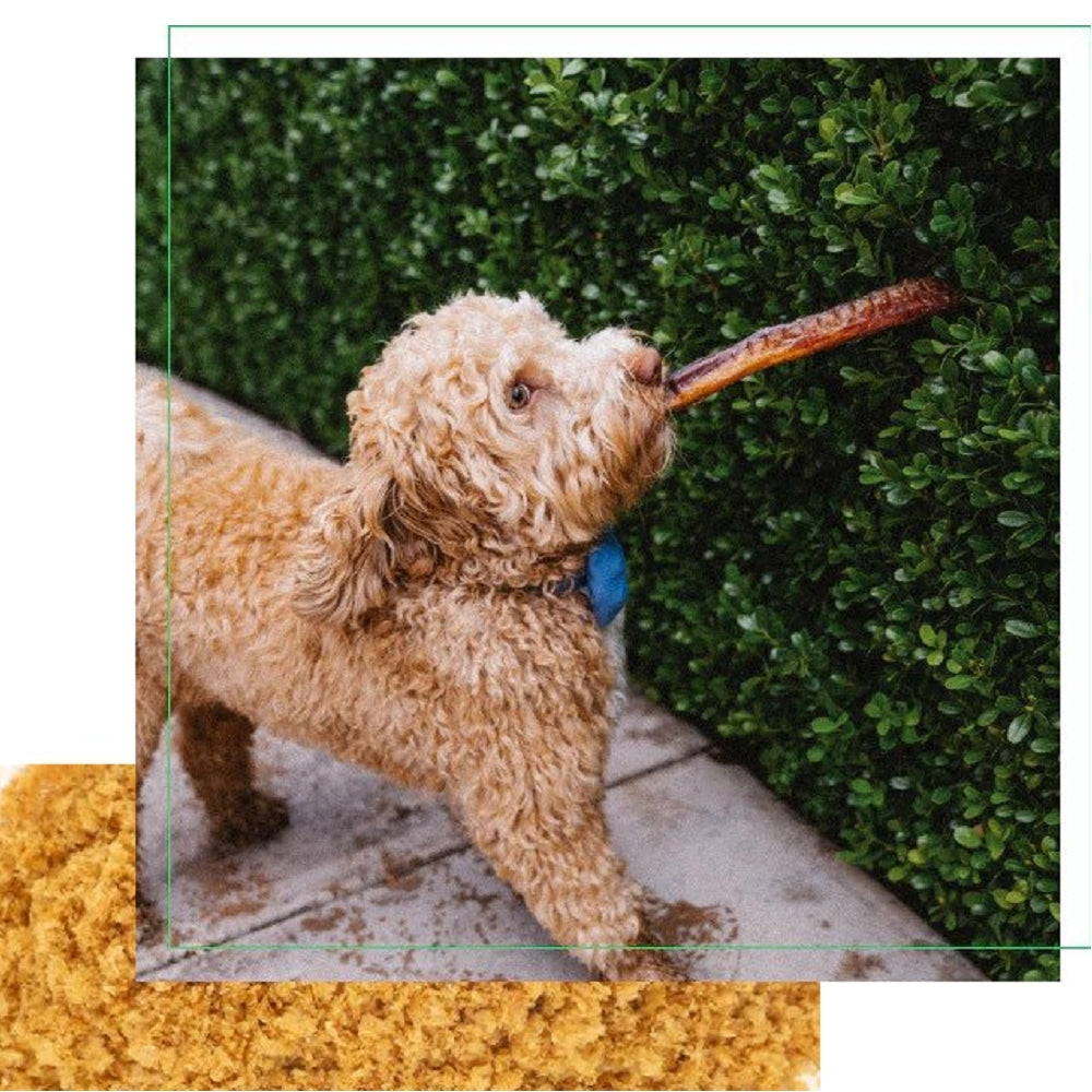 Premium Grass-Fed Beef Pizzle Sticks - All-Natural Dog Chews for Dental Health & Training - Long-Lasting Treats for Aggressive Chewers - Perfect for Outdoor Adventures and Playtime