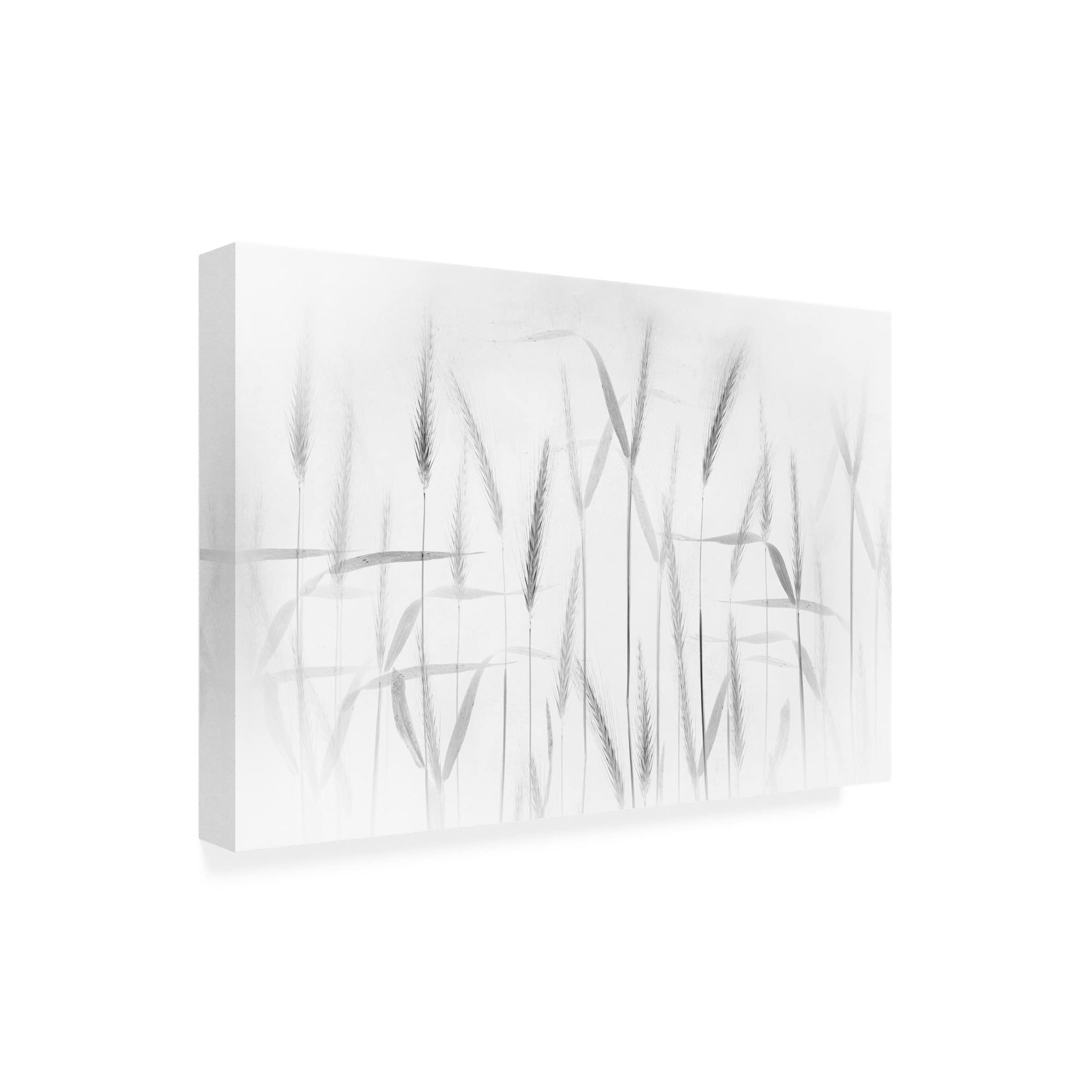 Trademark Fine Art 'Corn Art' Canvas Print by Greetje Van Son - Modern Farmhouse Wall Decor for Living Room, Bedroom & Office